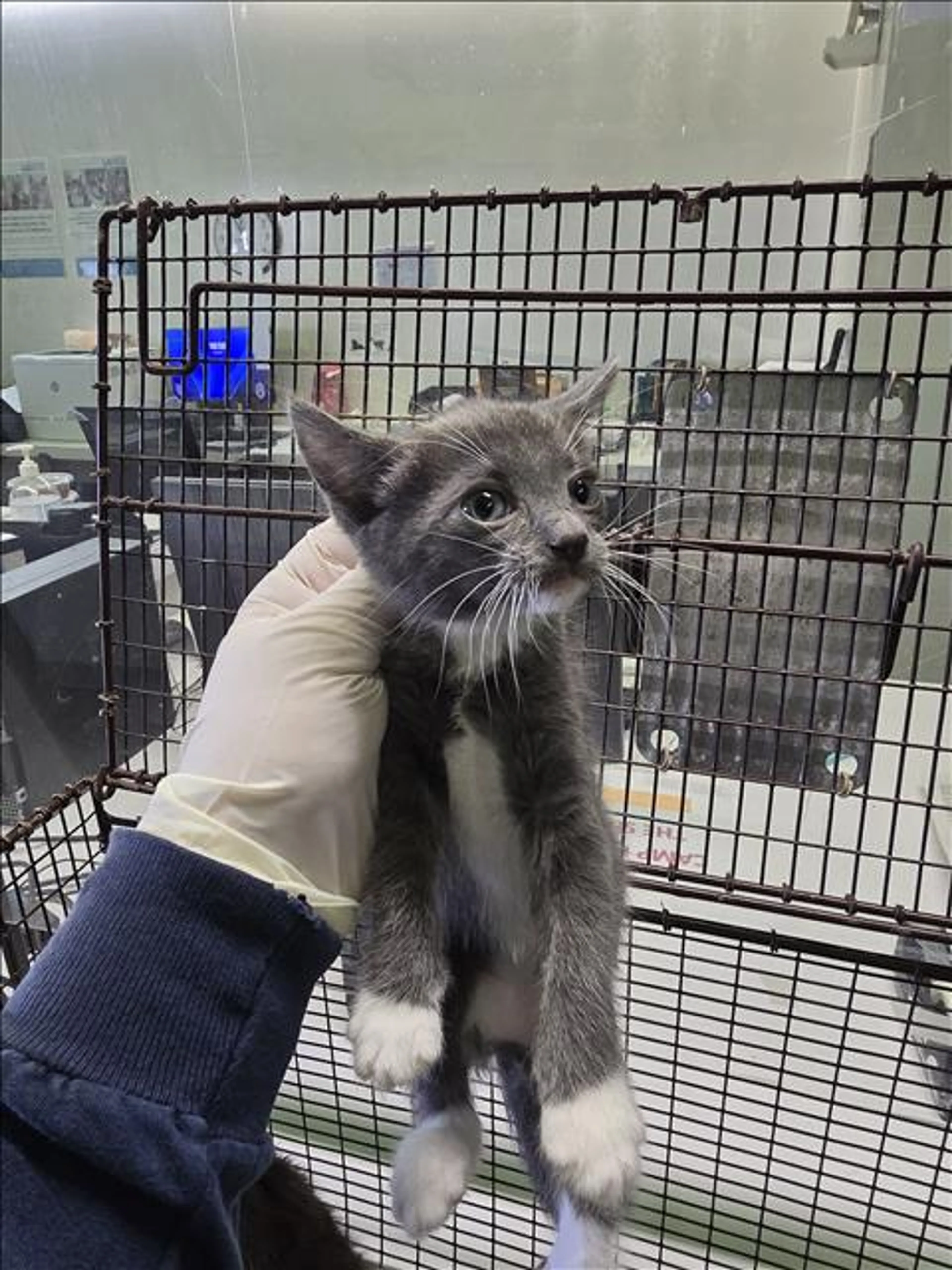 Found pet