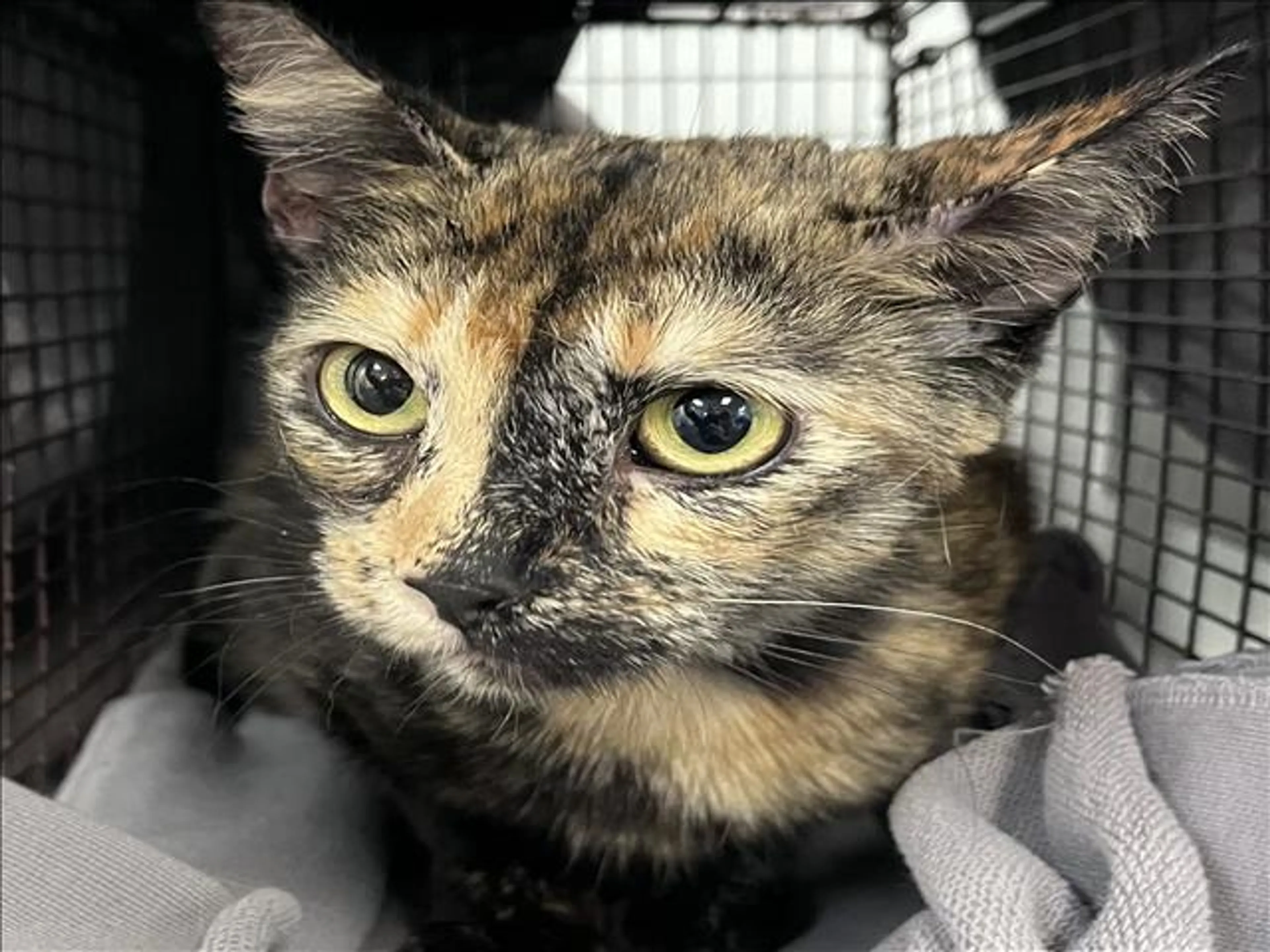 Found pet