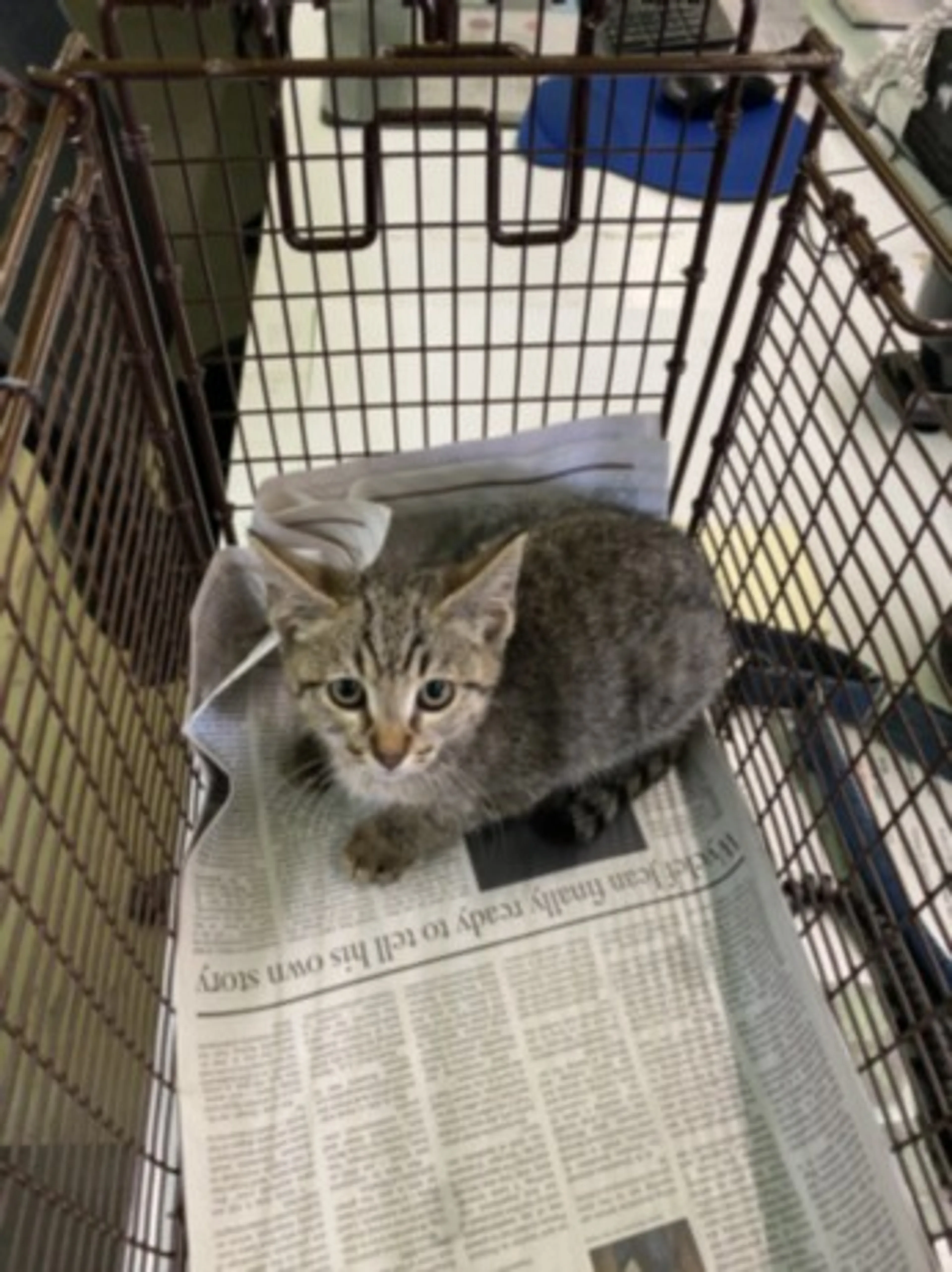 Found pet