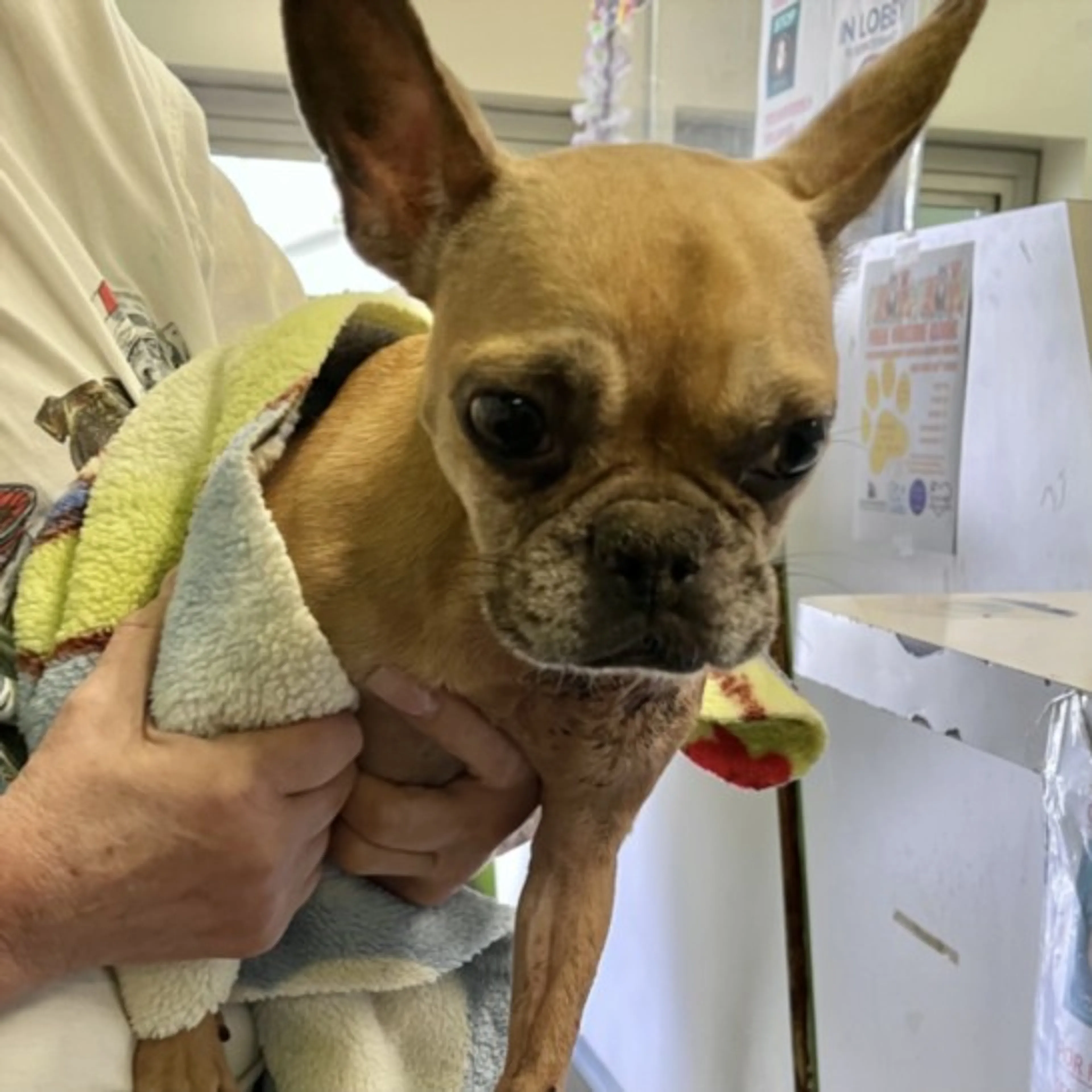 Found pet