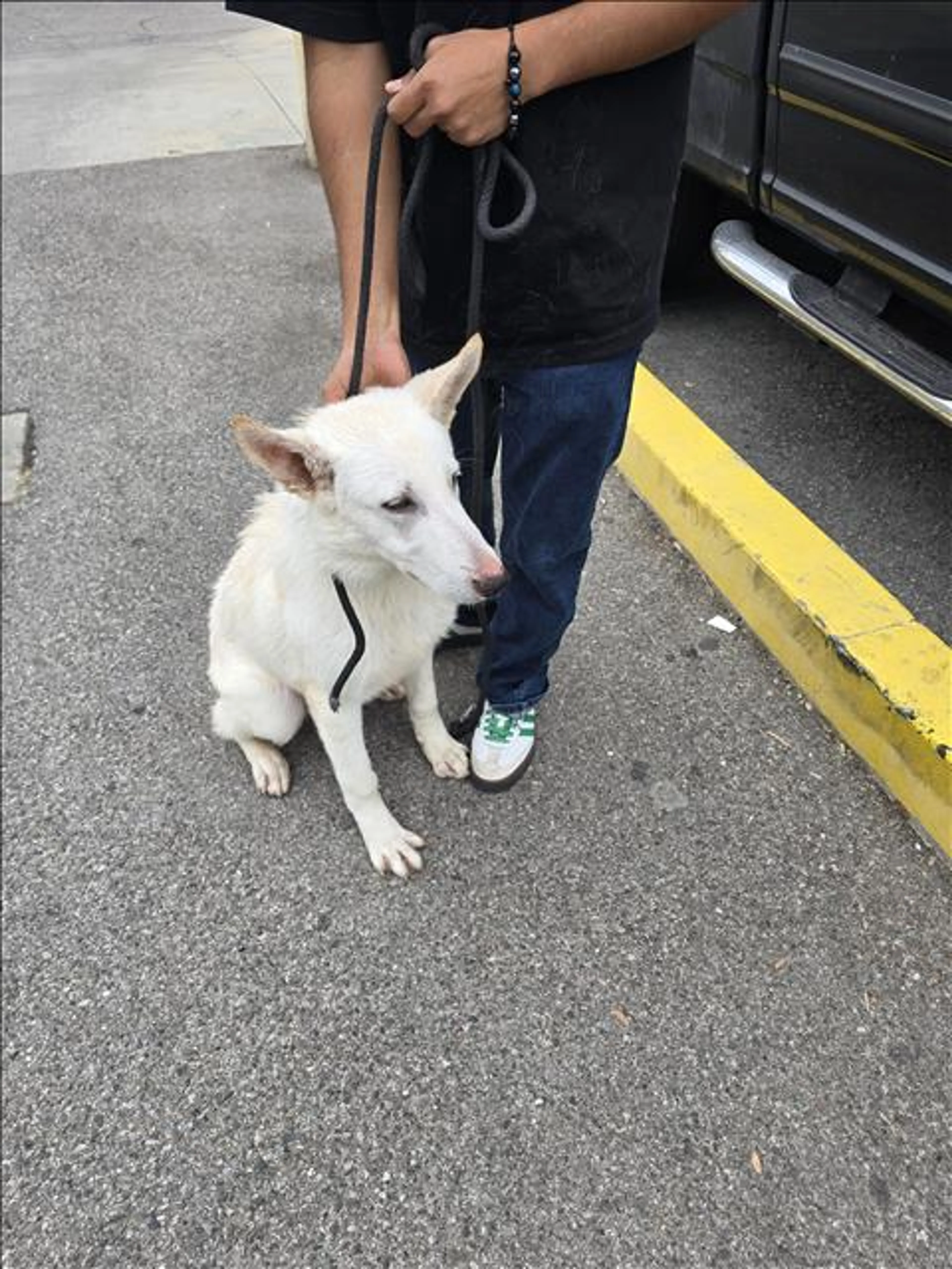 Found pet