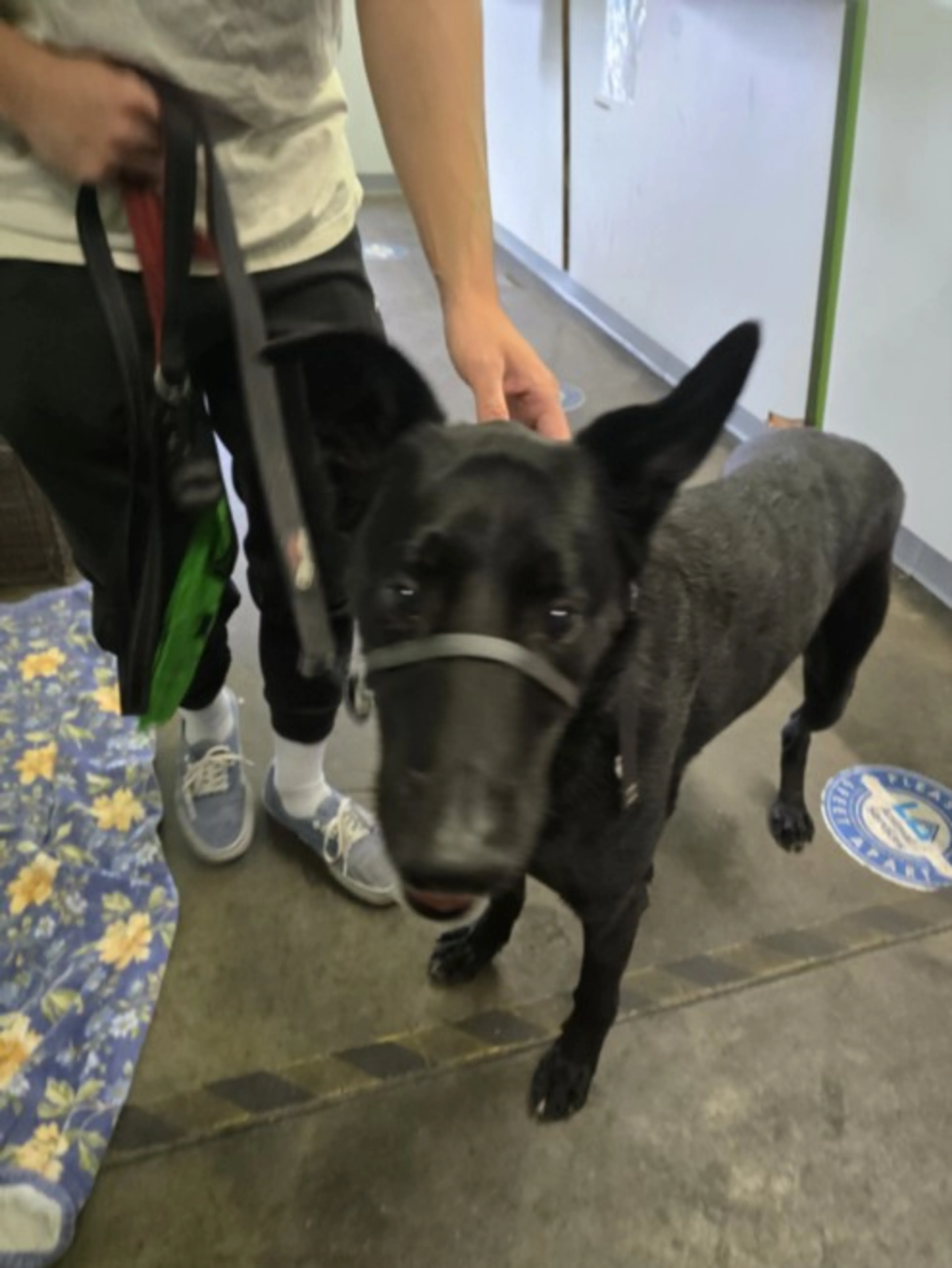 Found pet
