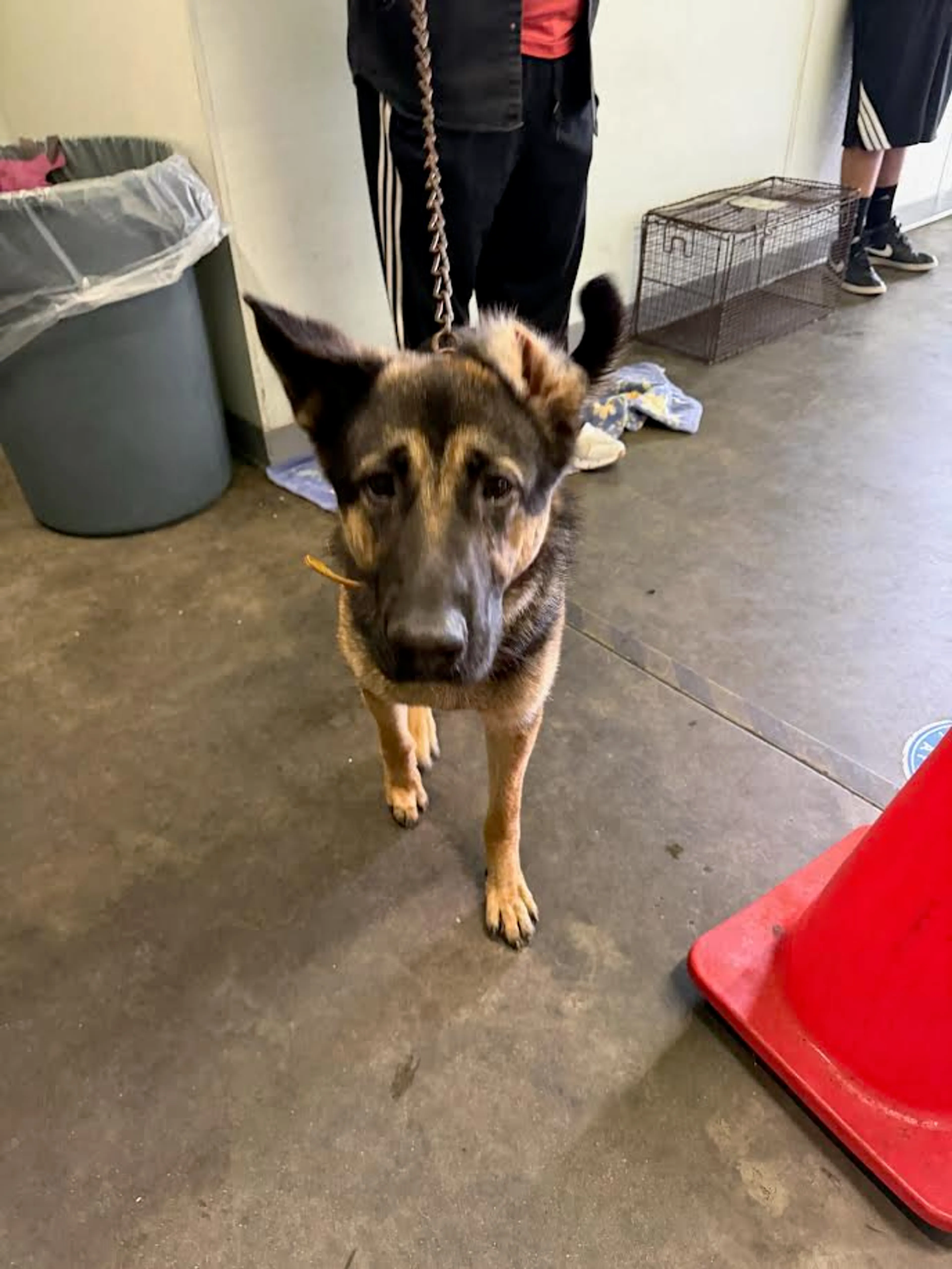 Found pet