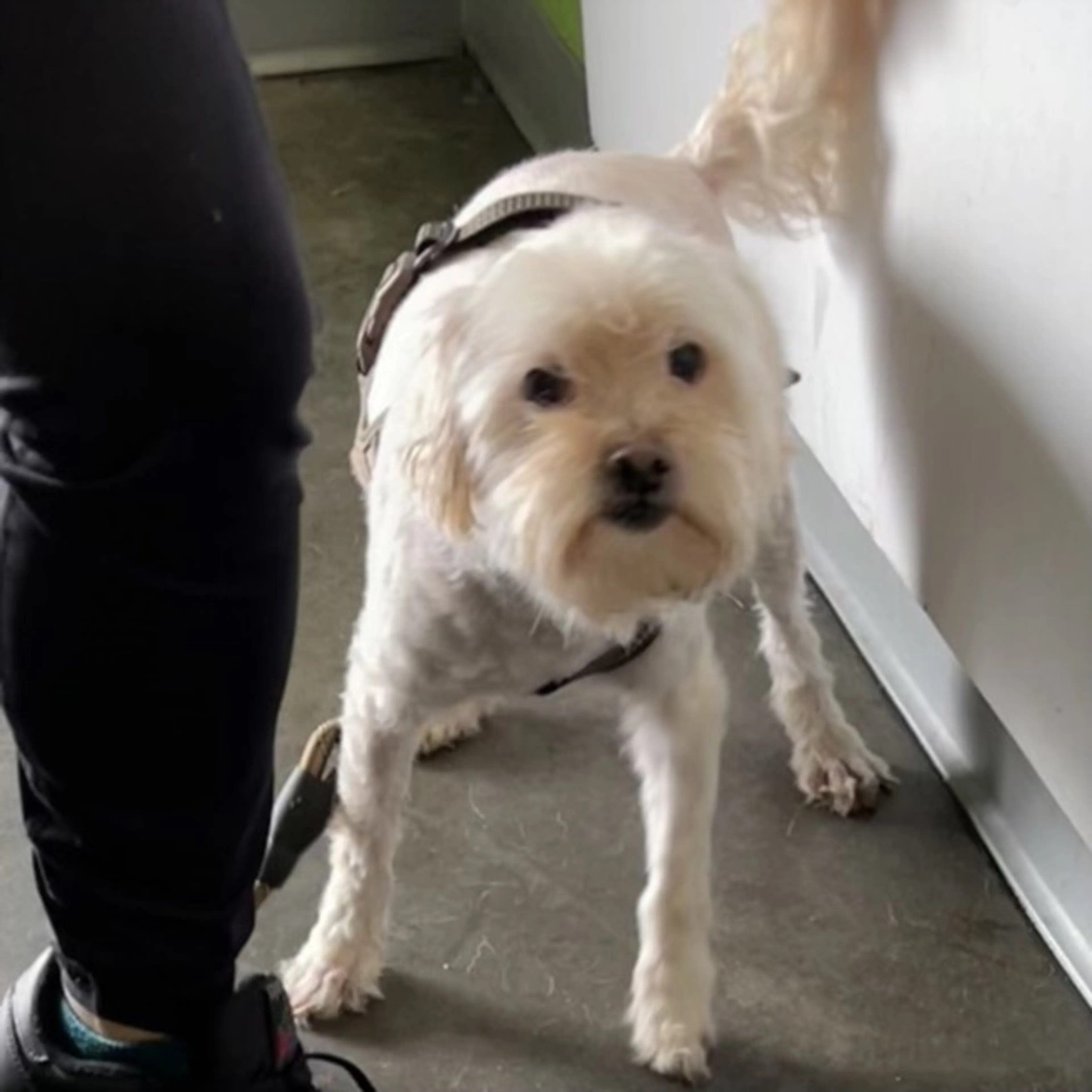 Found pet