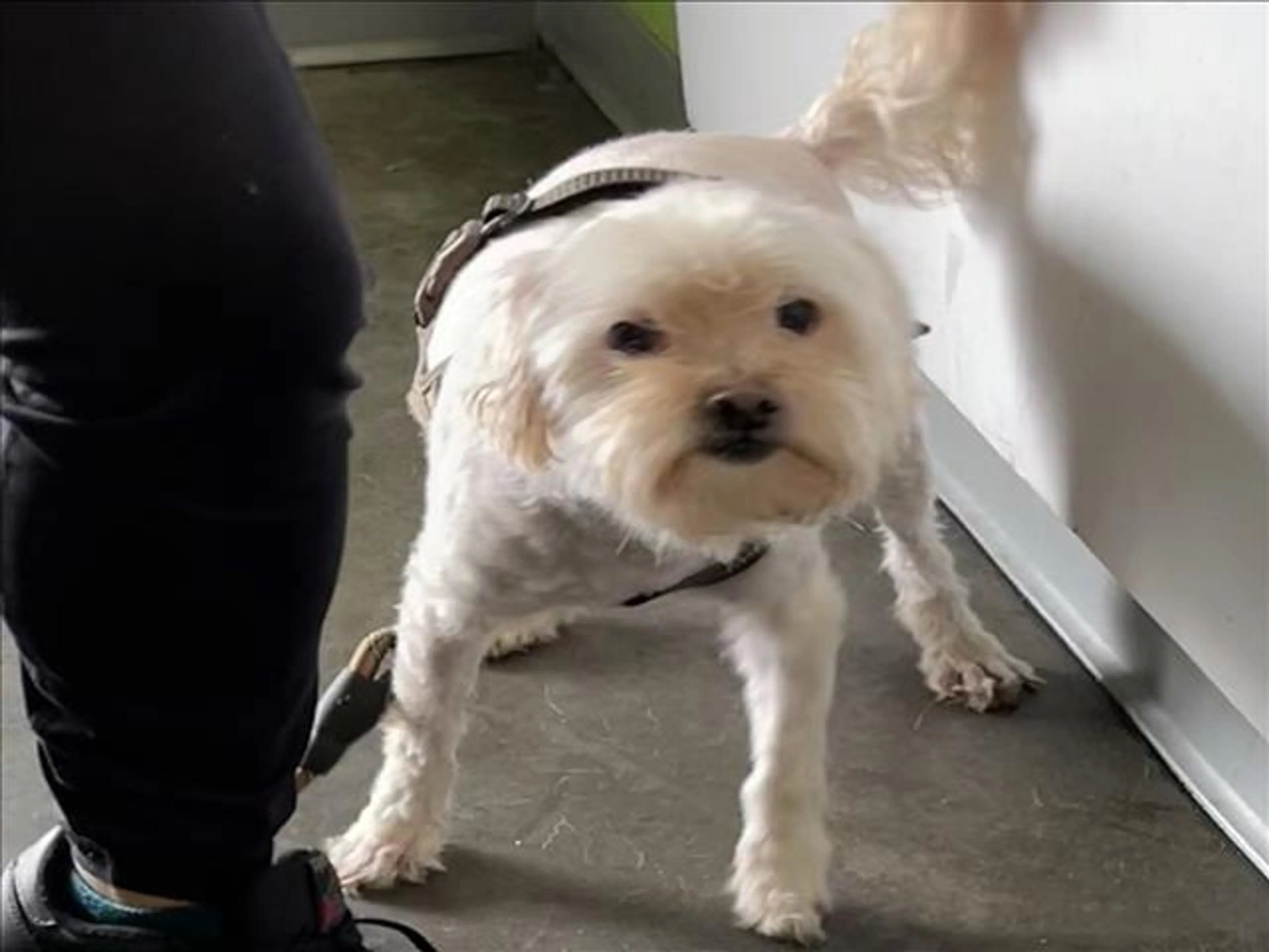Found pet