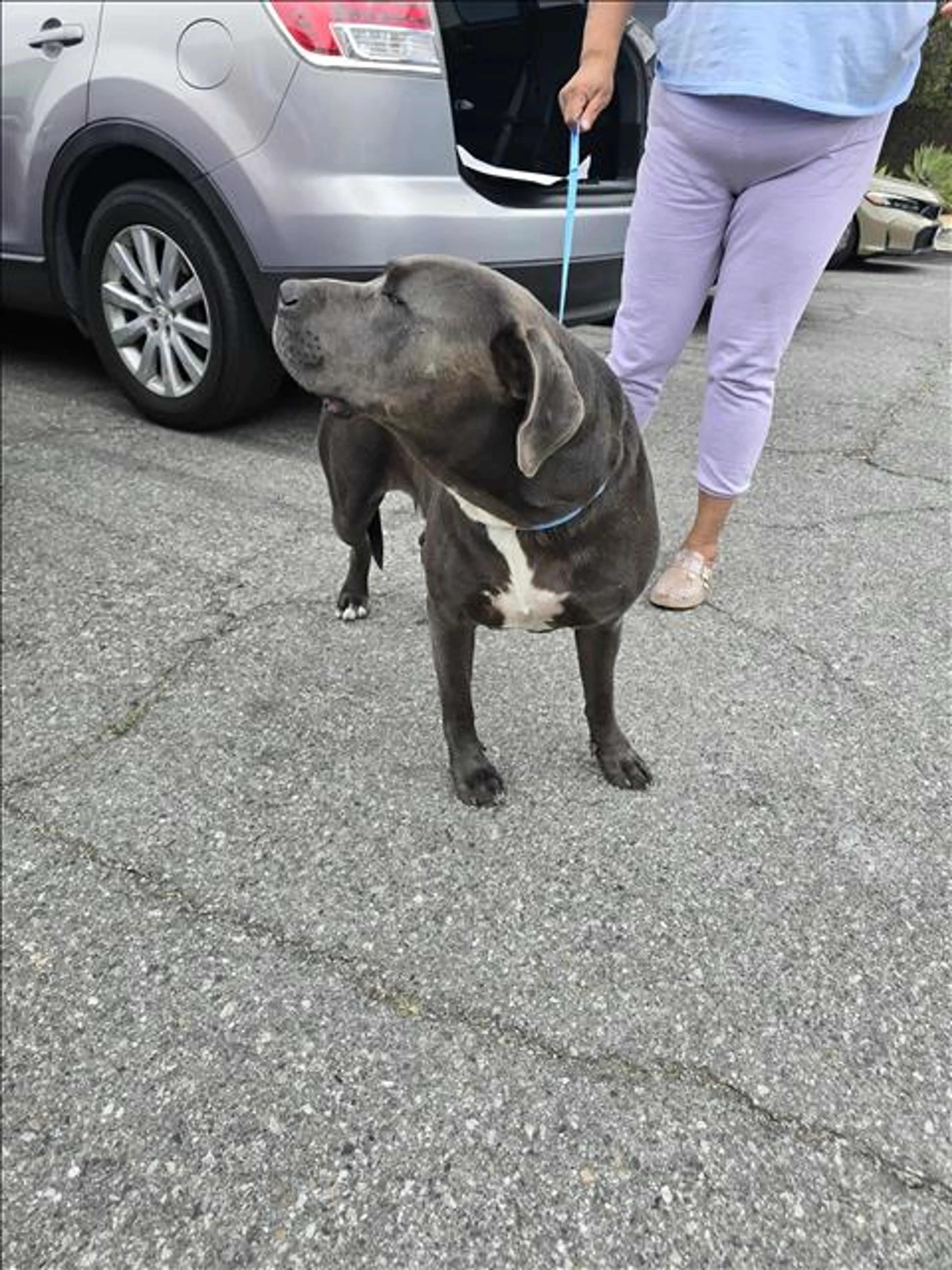 Found pet