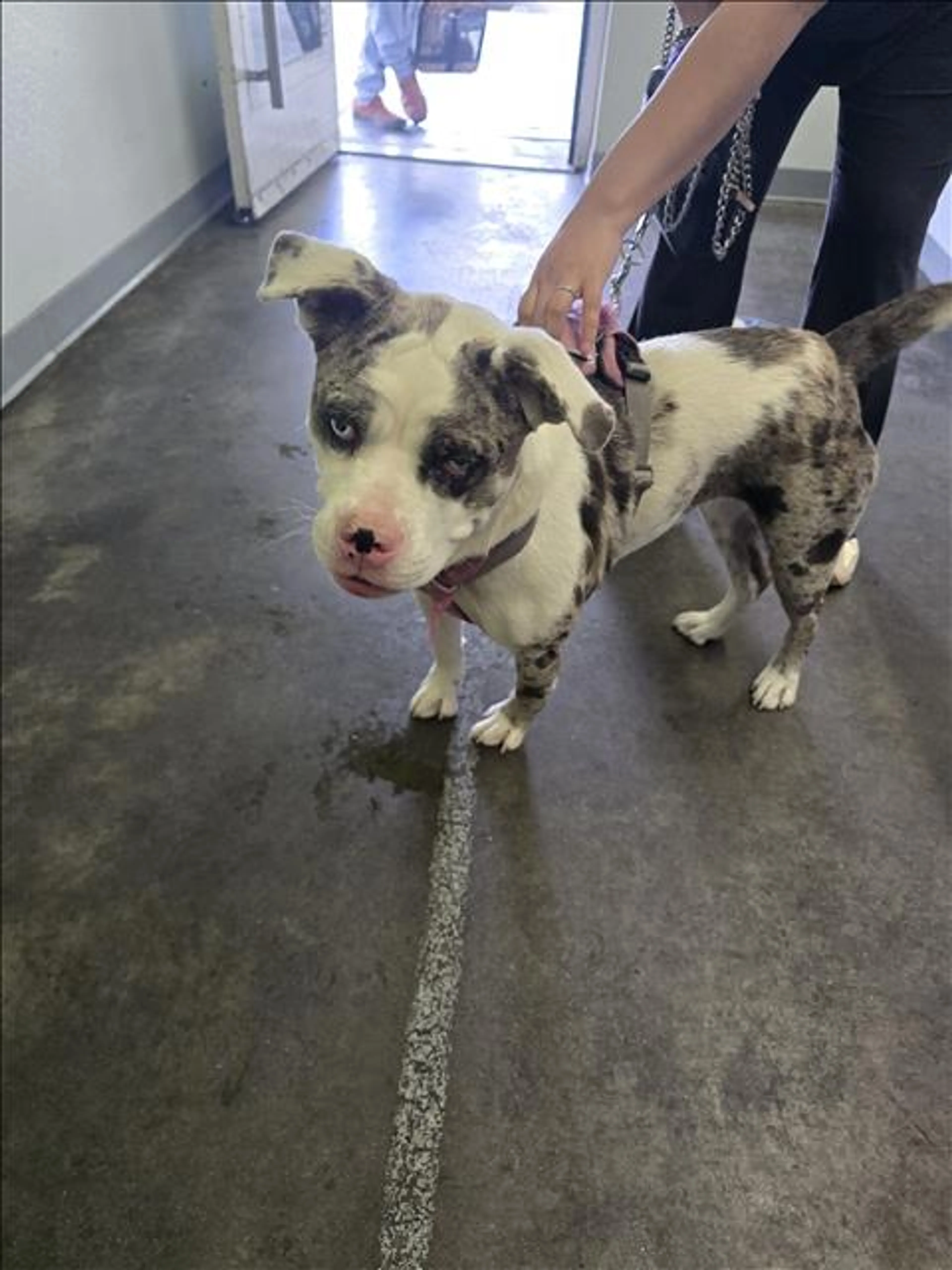 Found pet