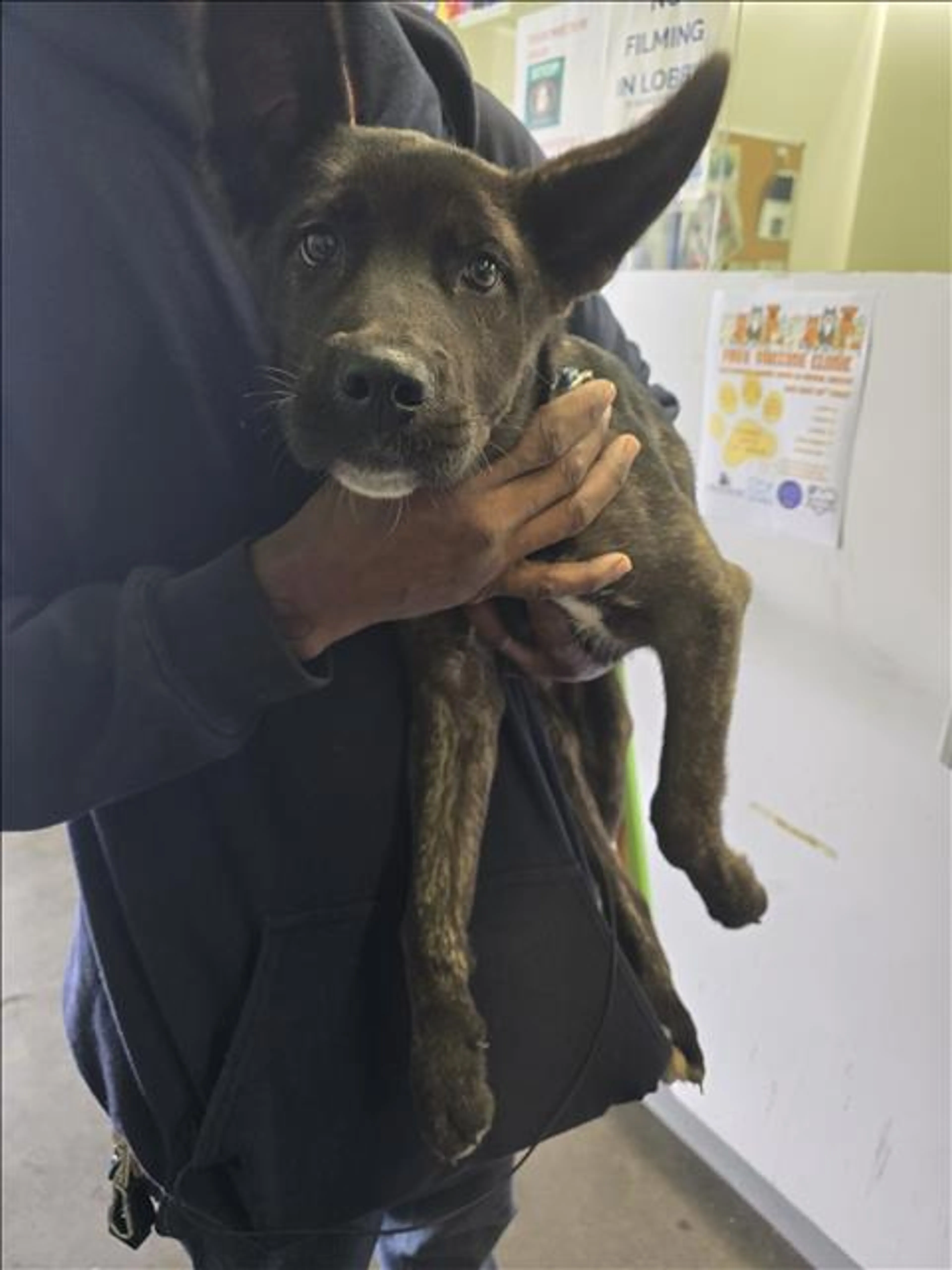 Found pet