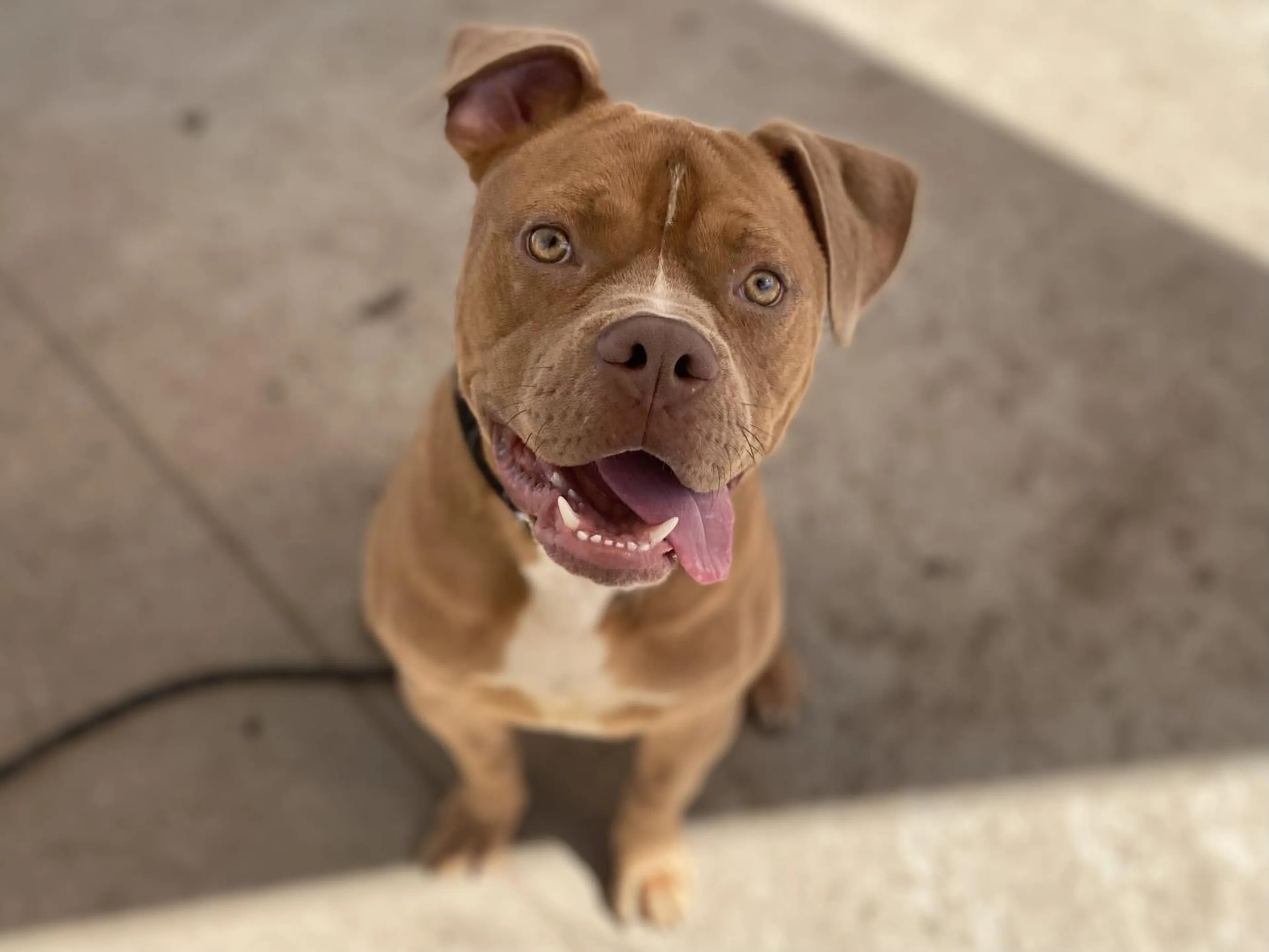 Found pet