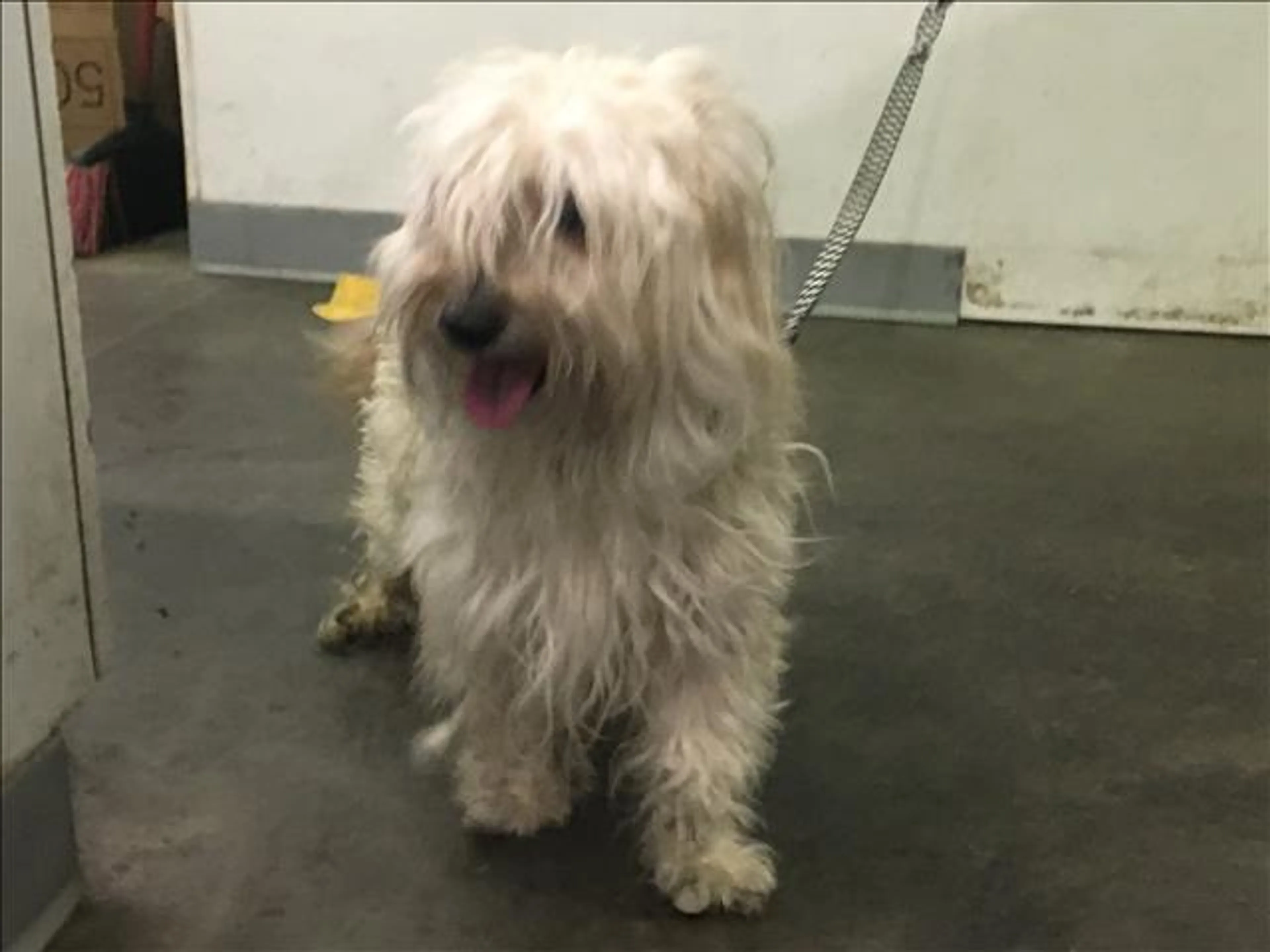 Found pet