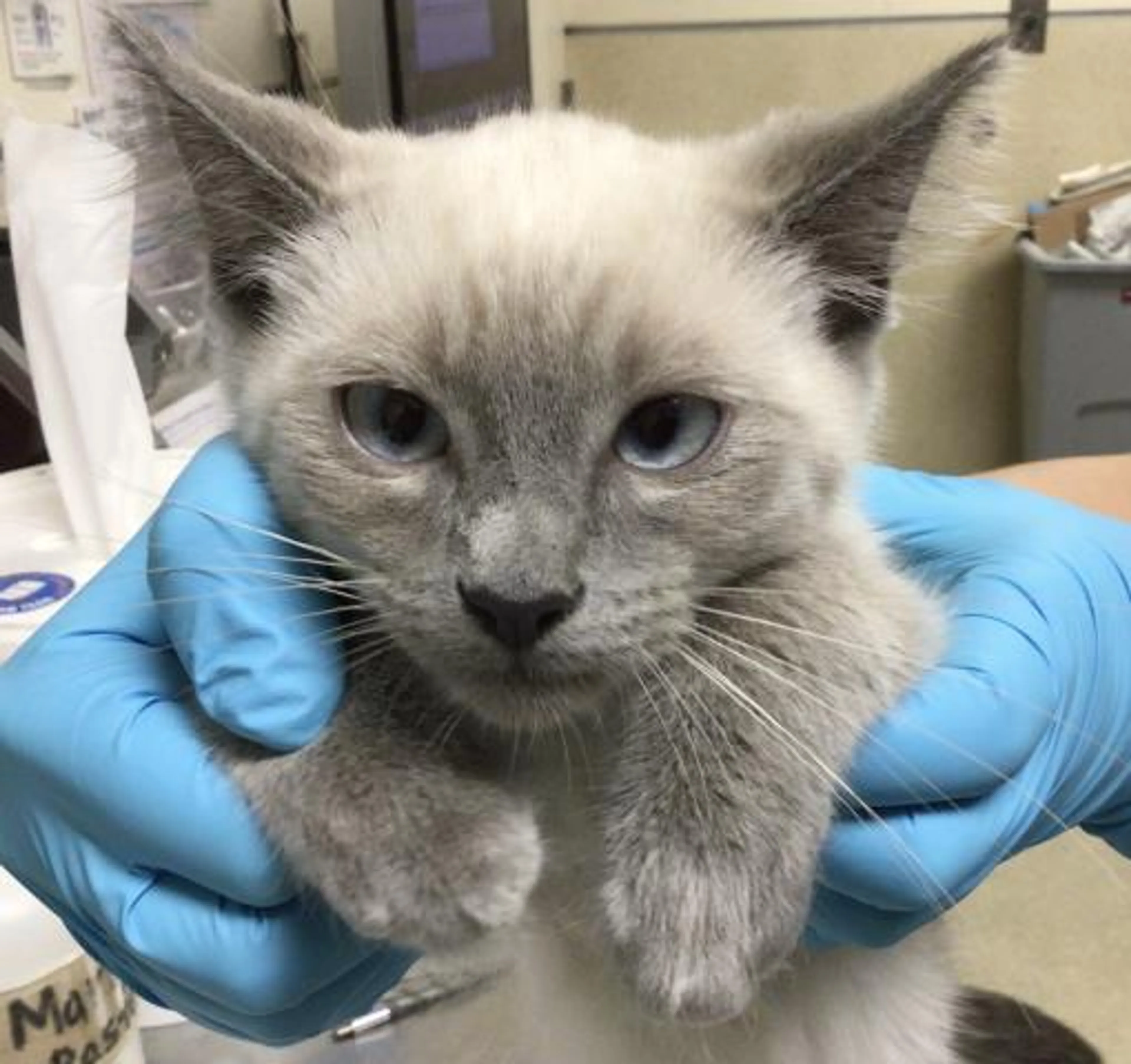 Found pet