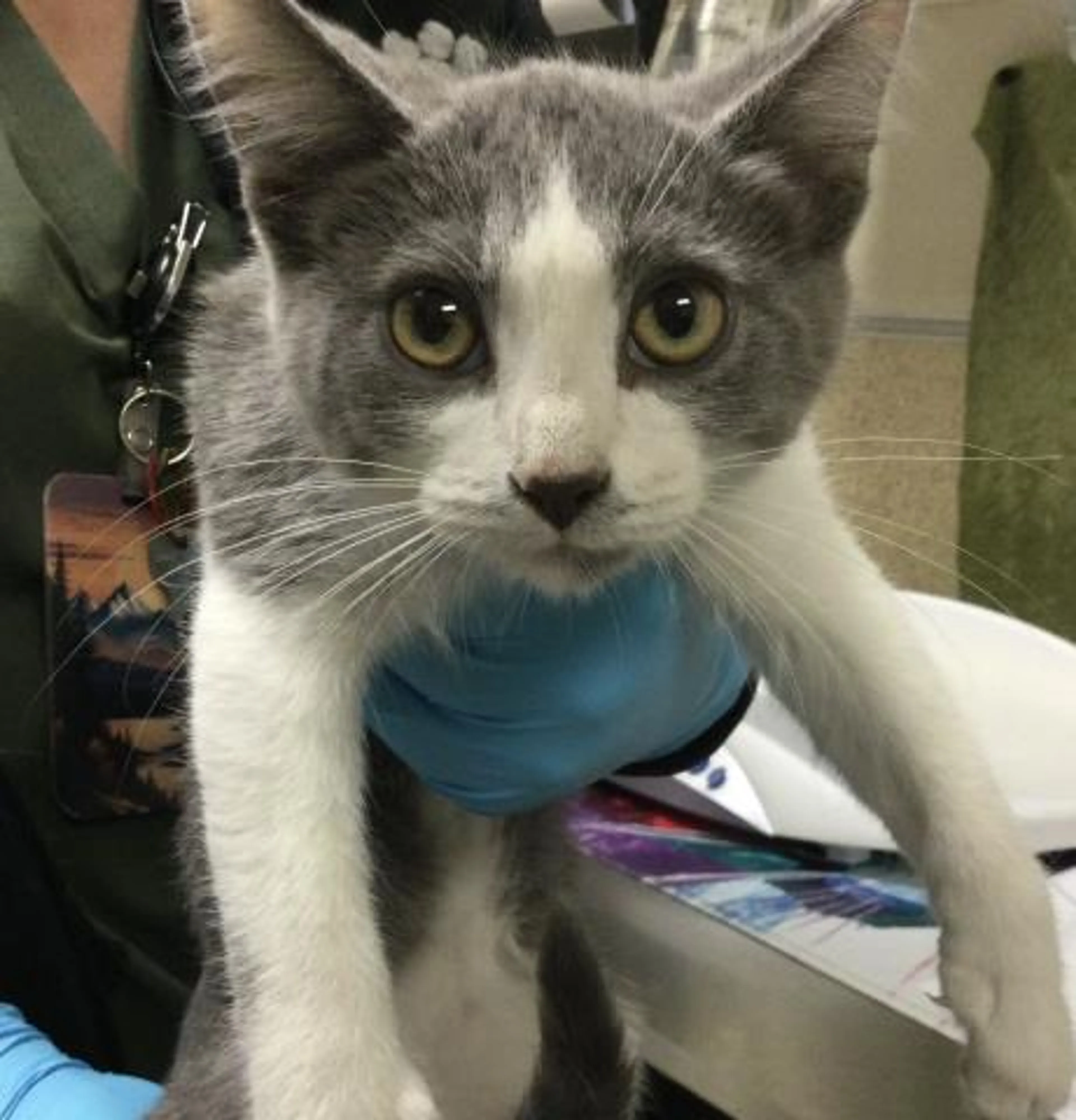 Found pet