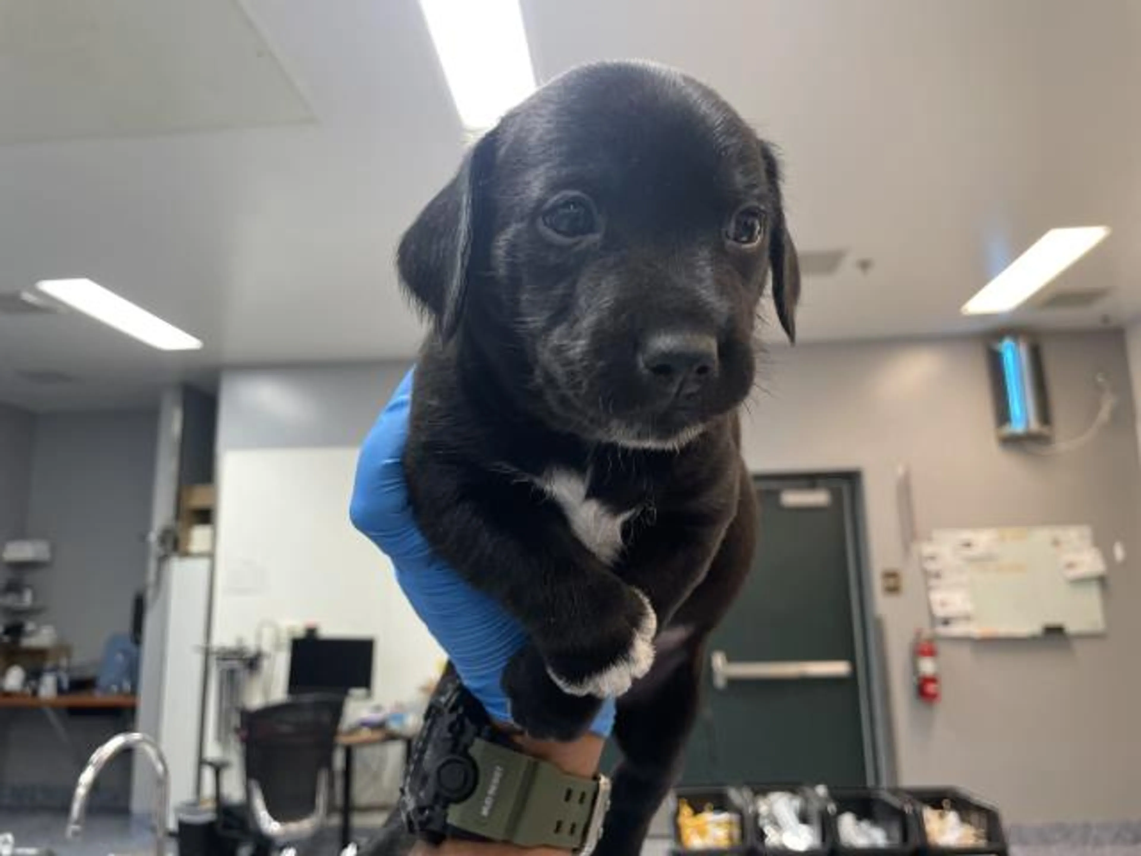 Found pet