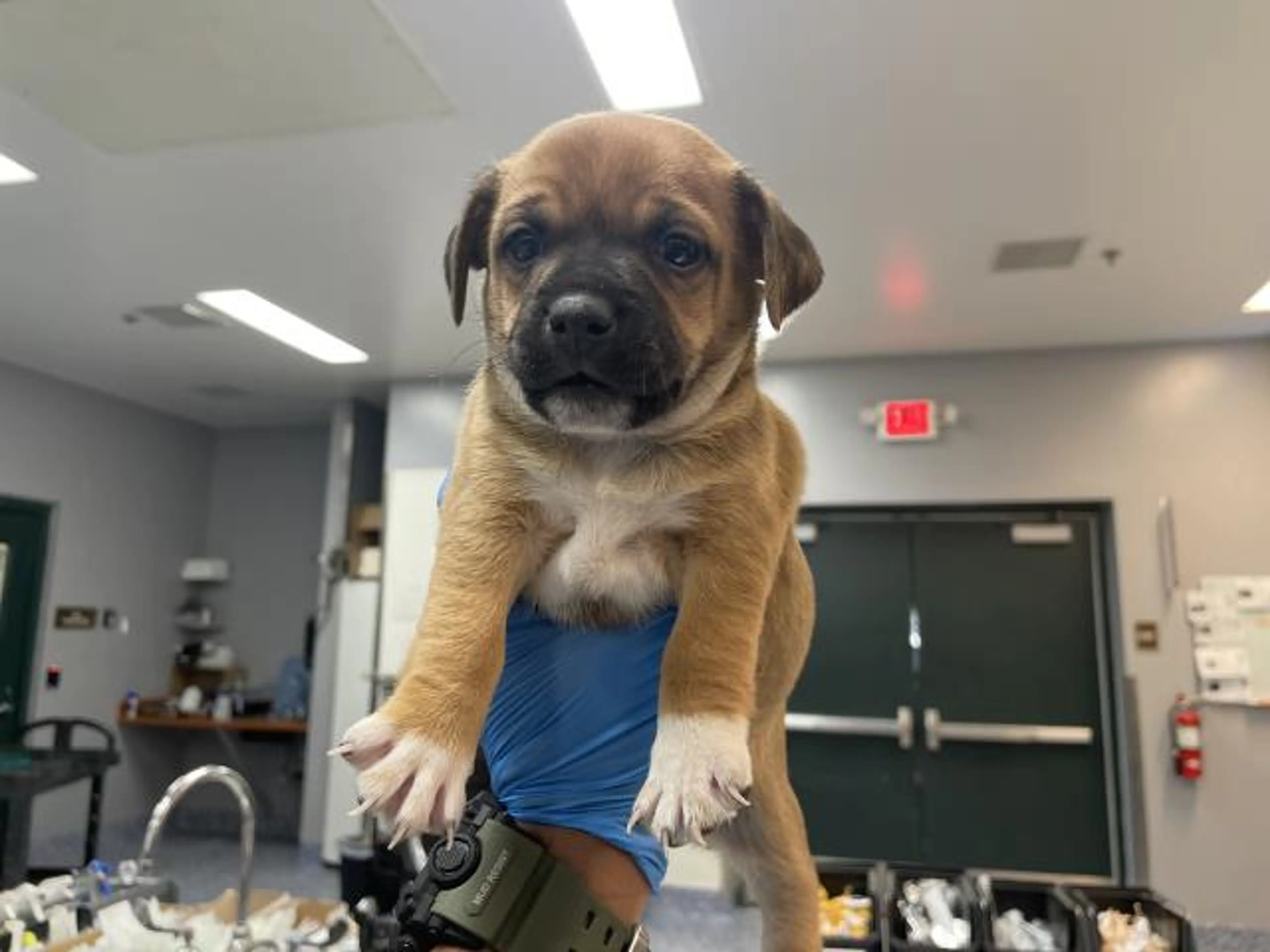 Found pet