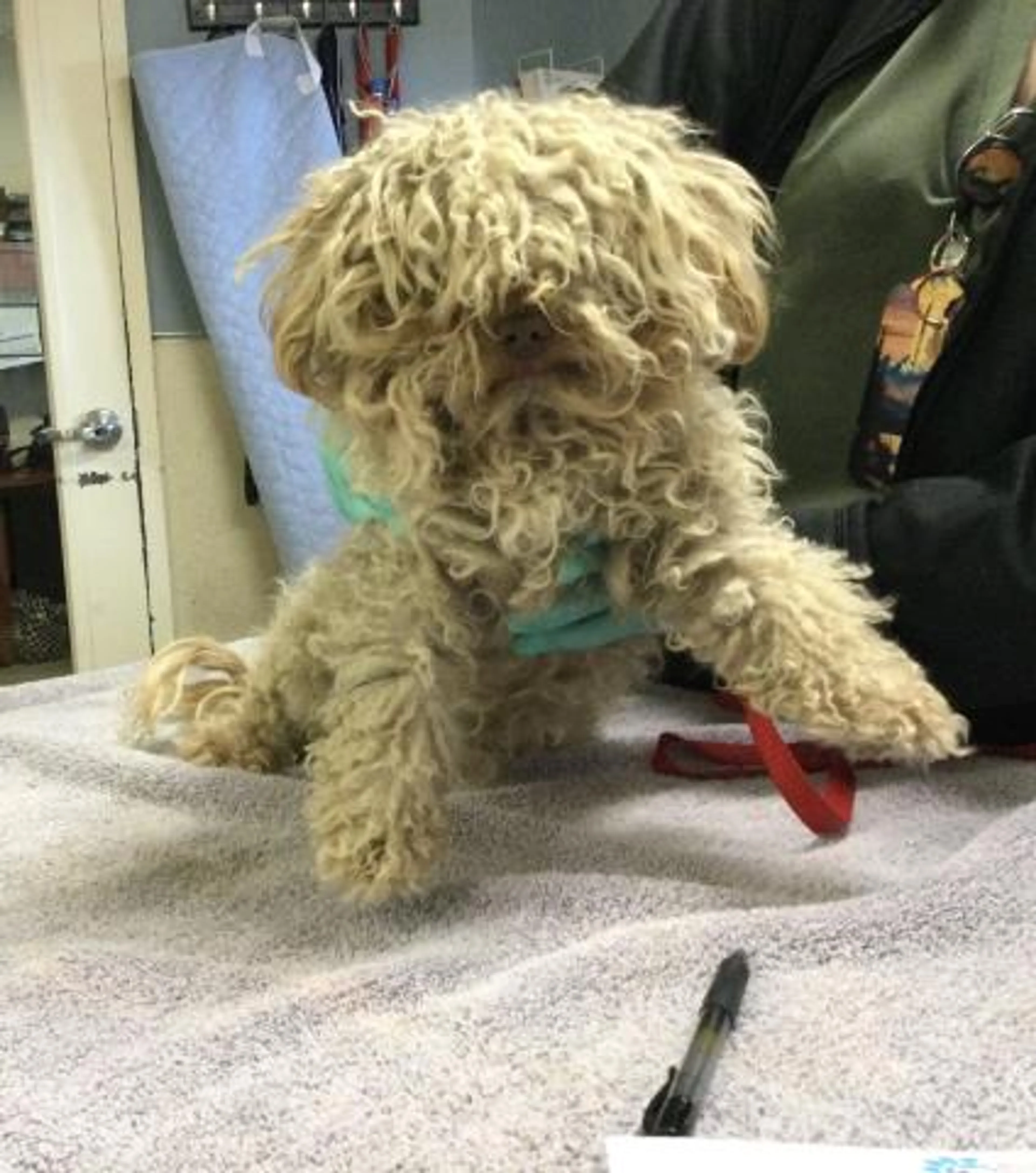 Found pet