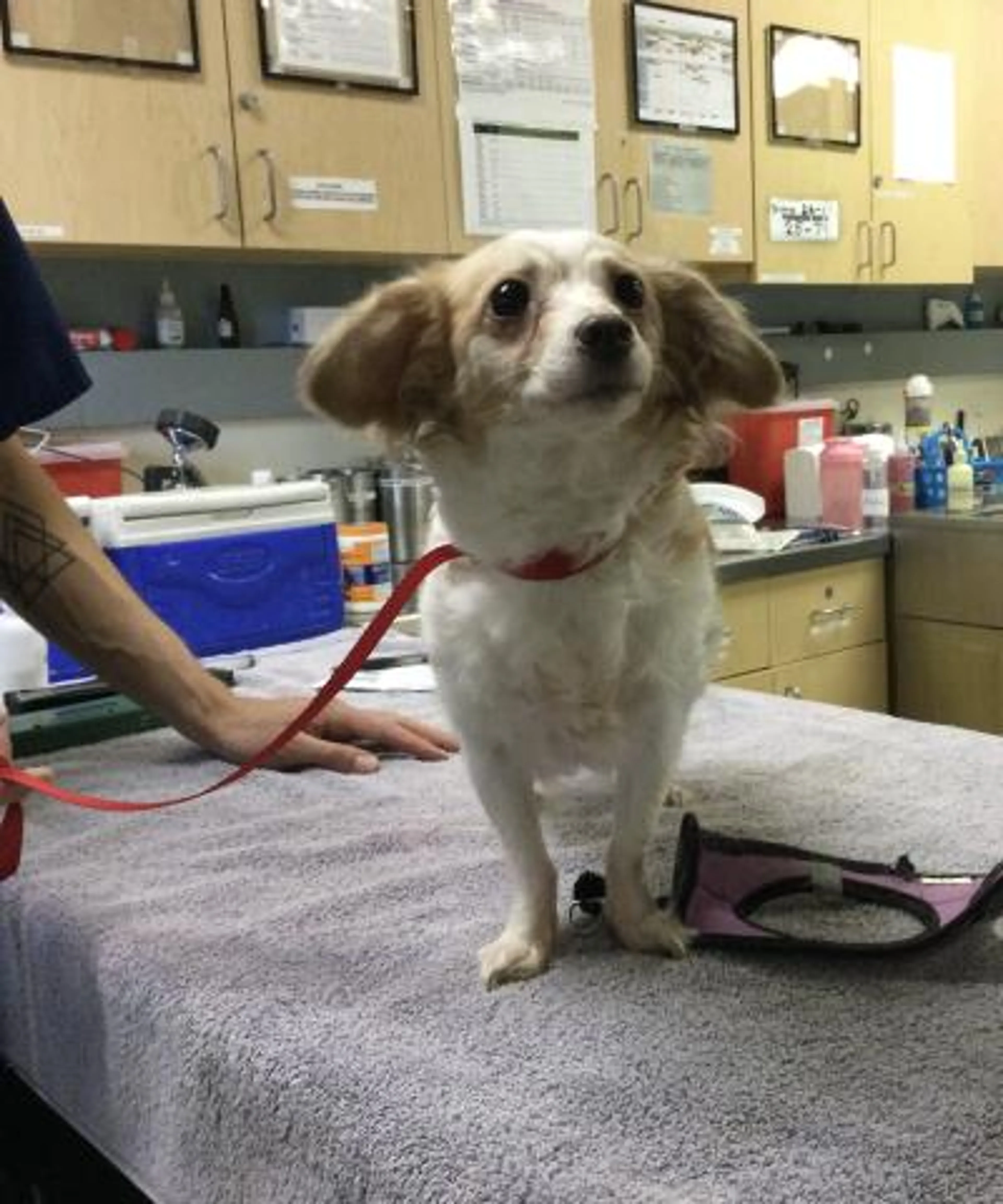 Found pet