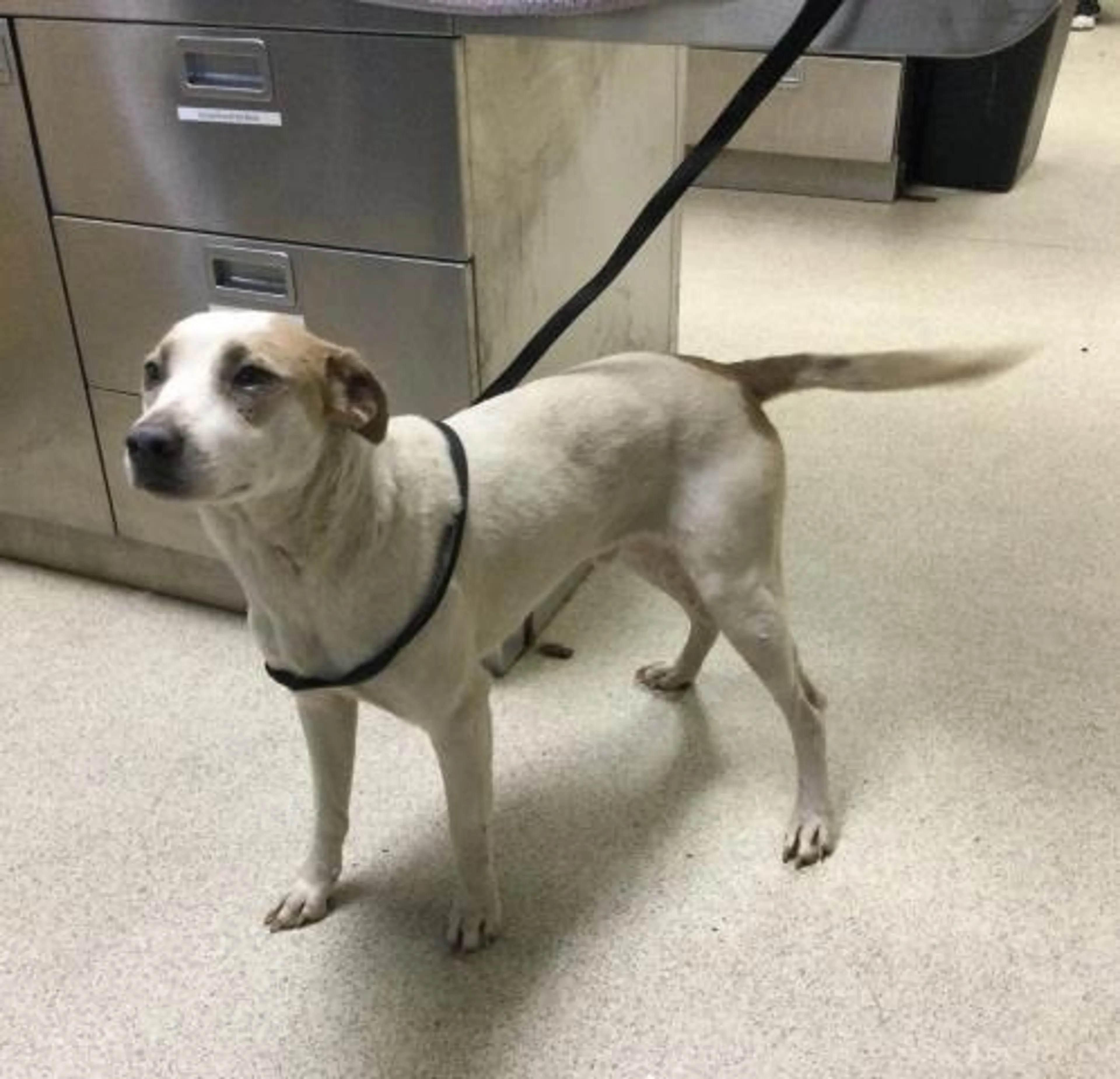 Found pet