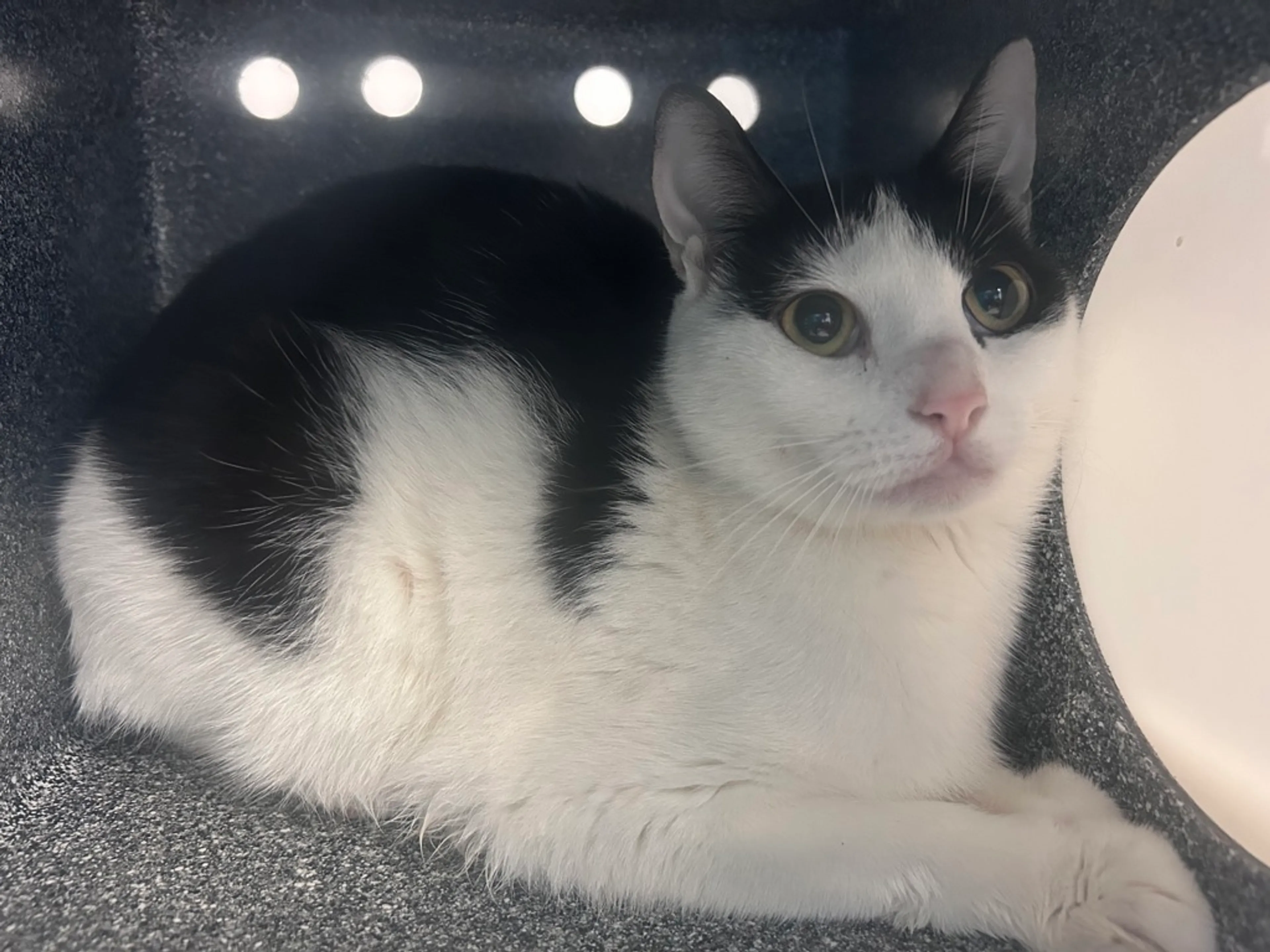 Found pet-1