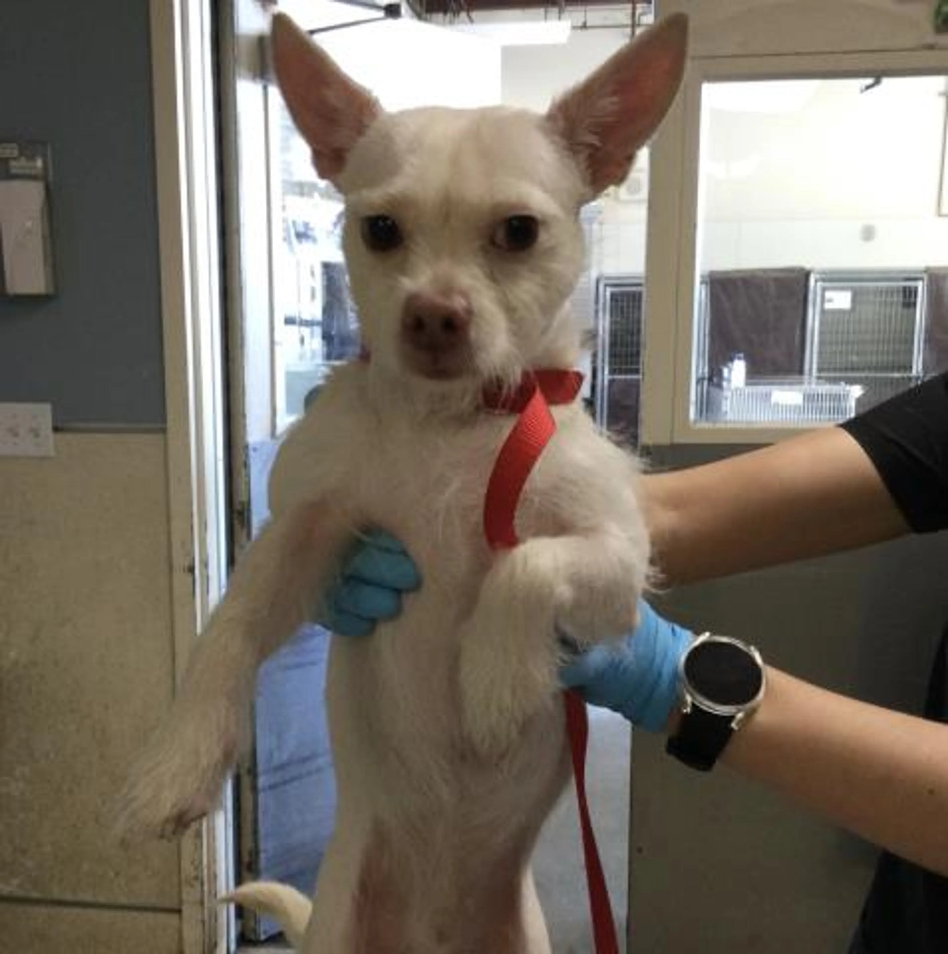 Found pet