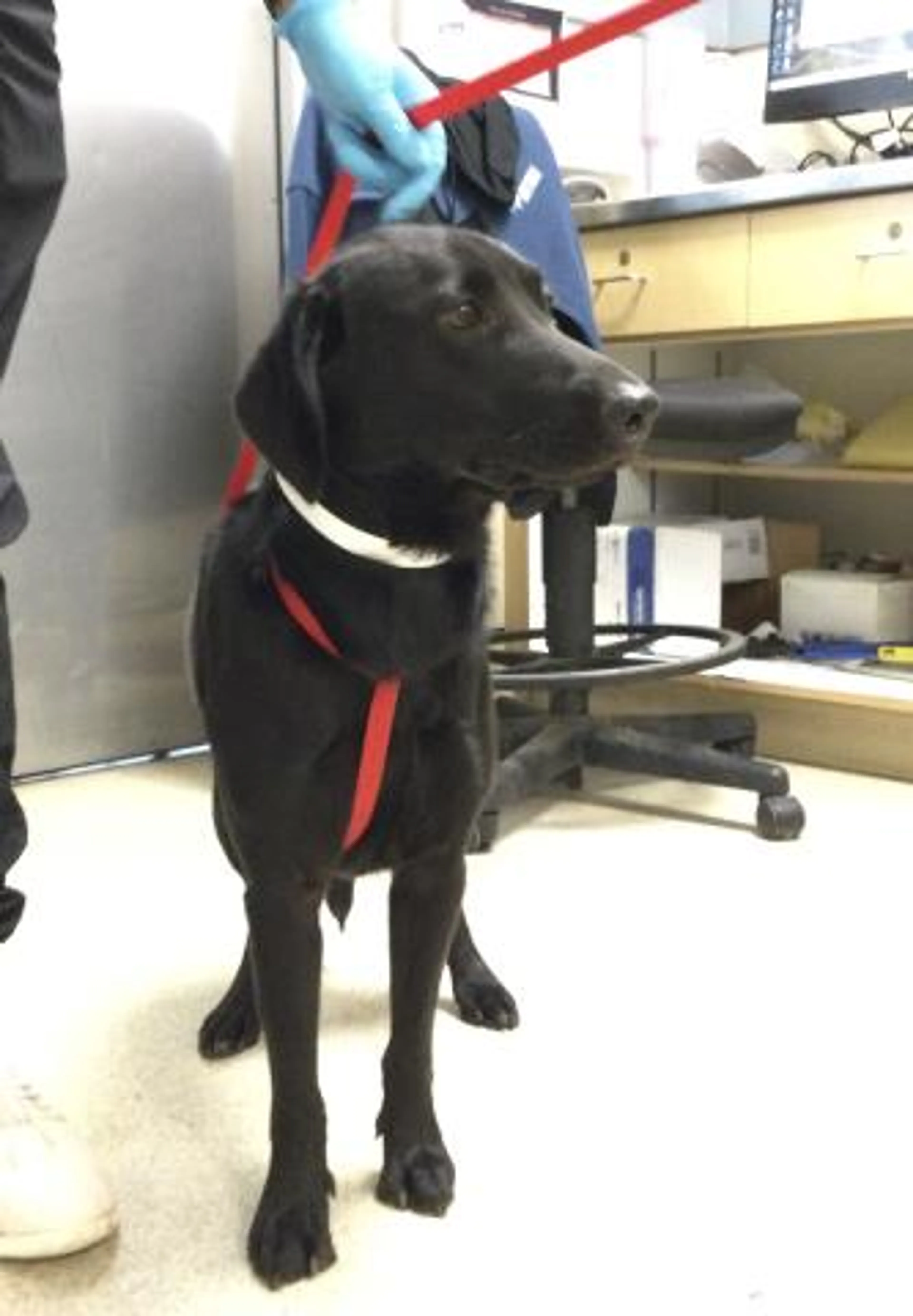 Found pet