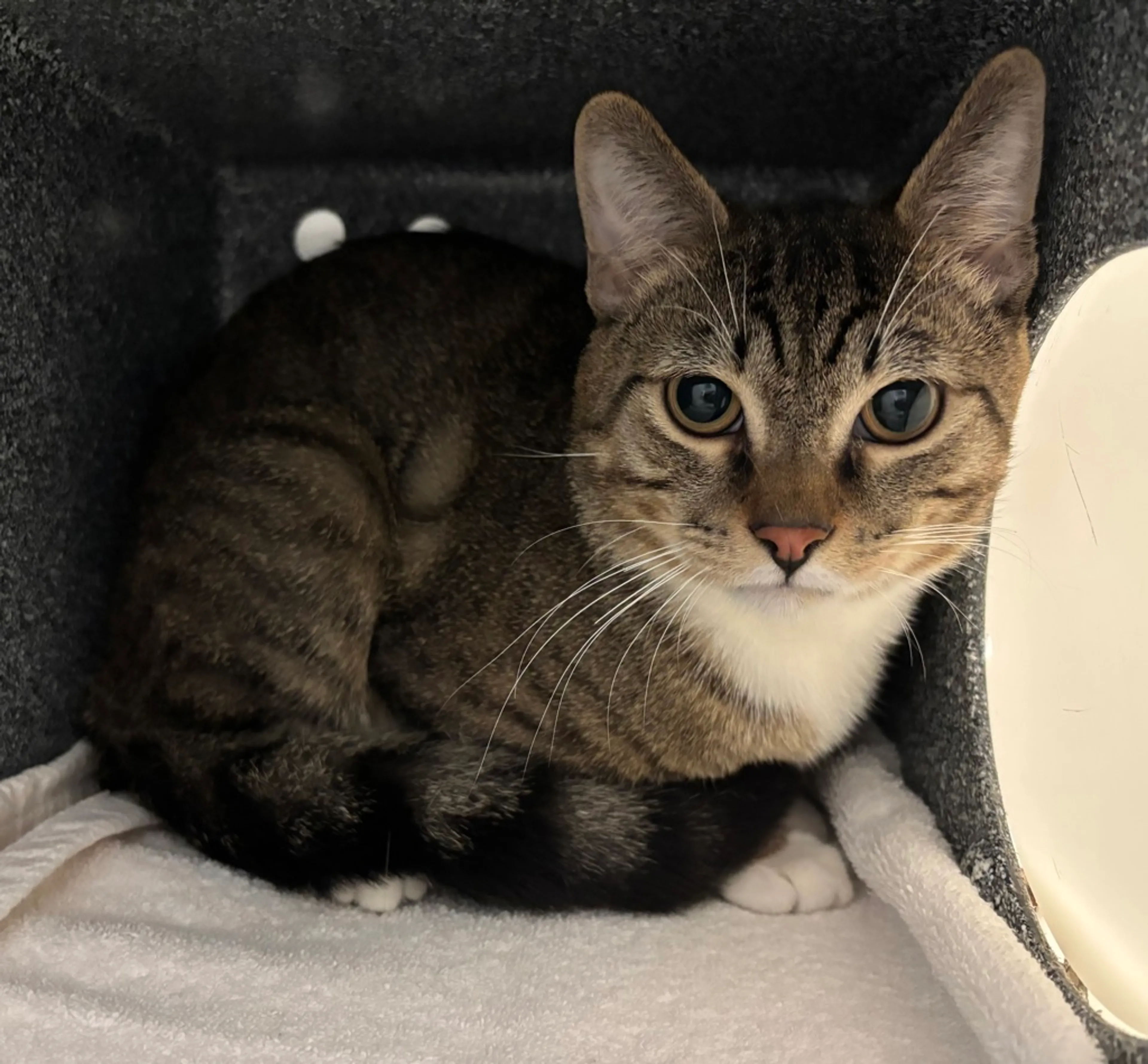 Found pet-1