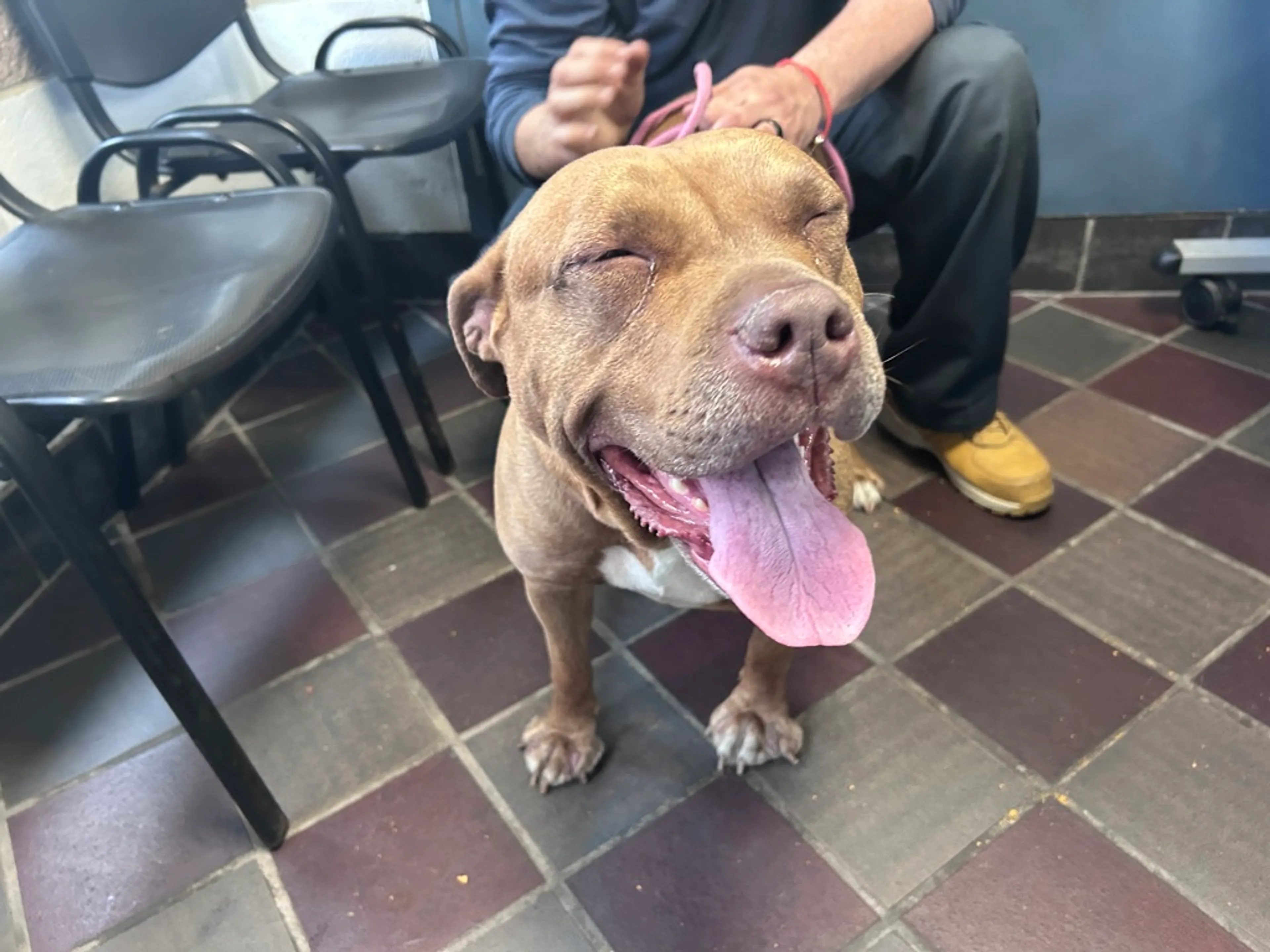 Found pet-2