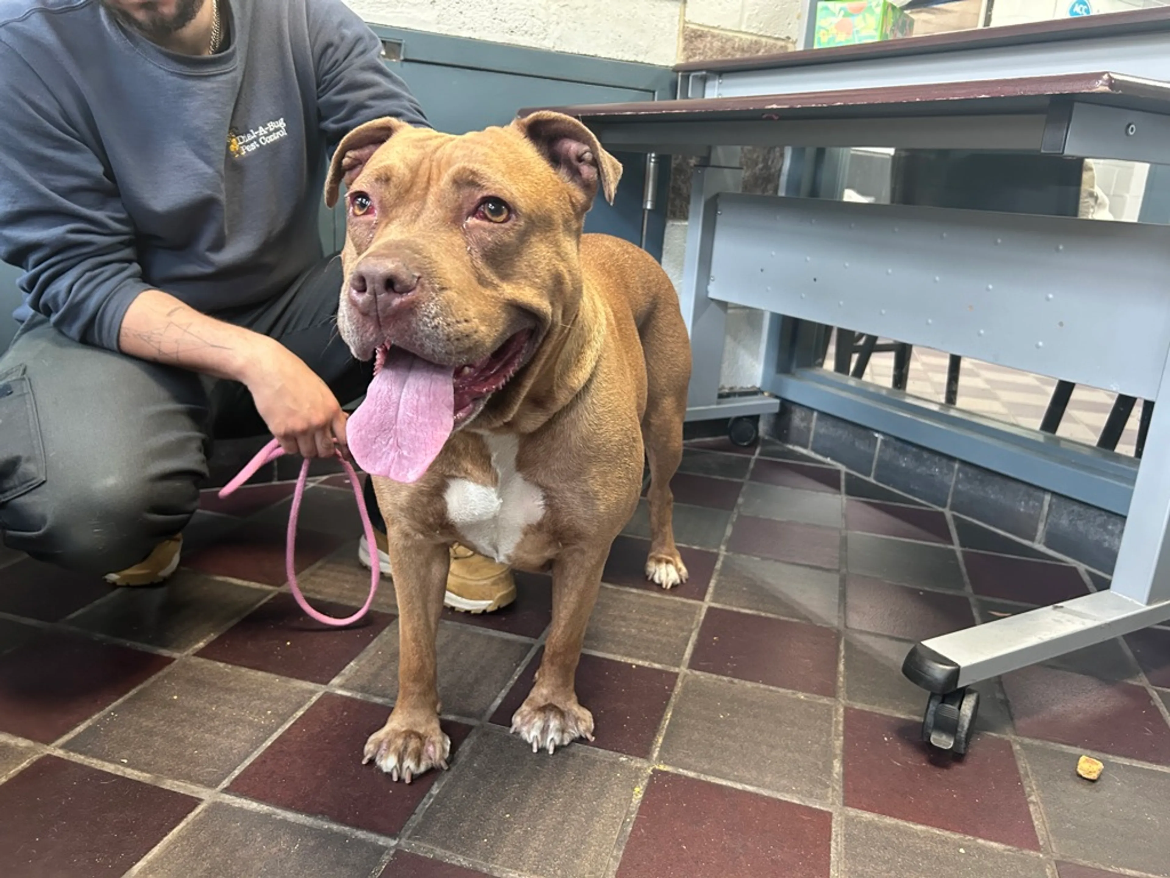 Found pet-1