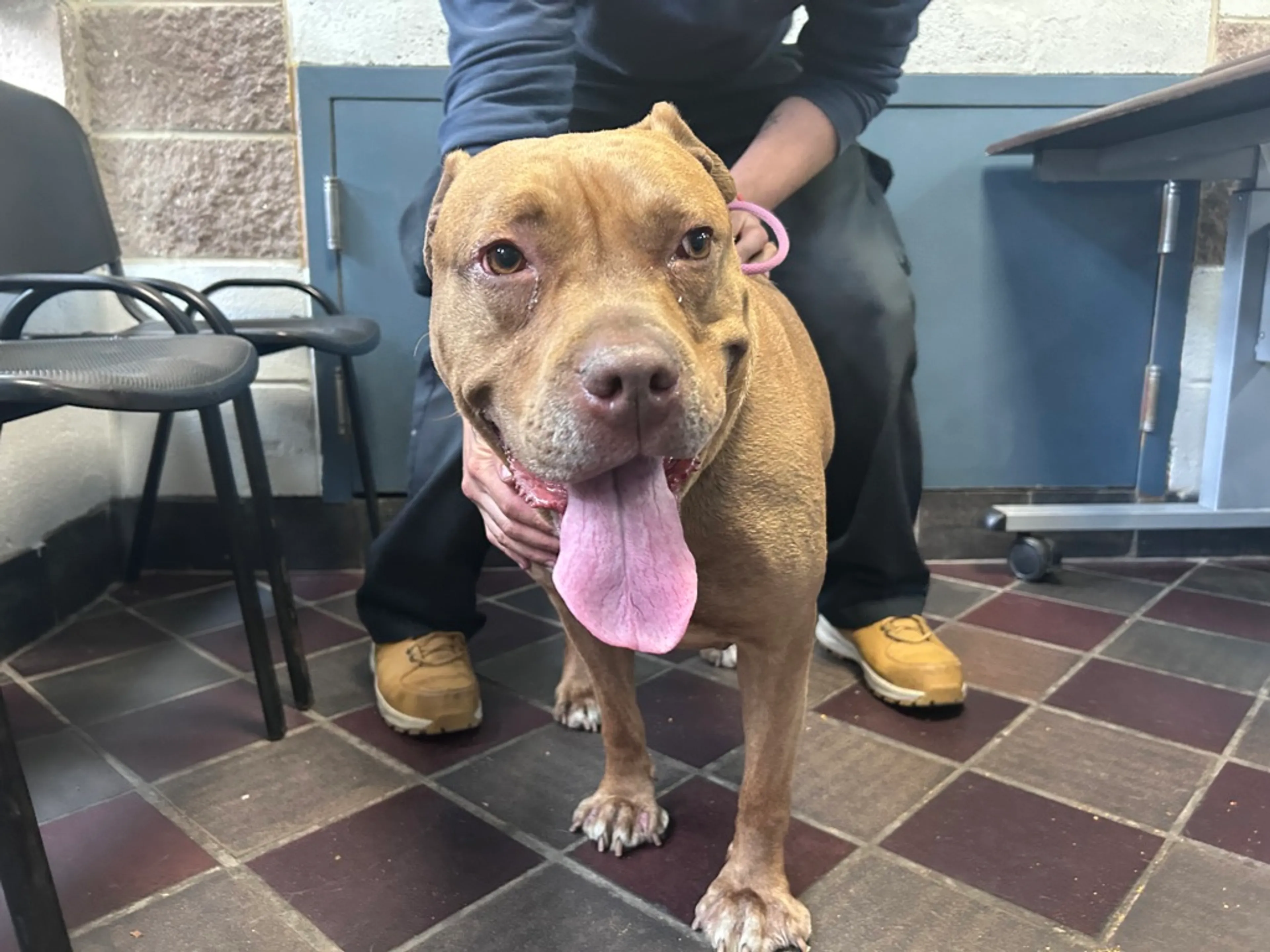 Found pet-3