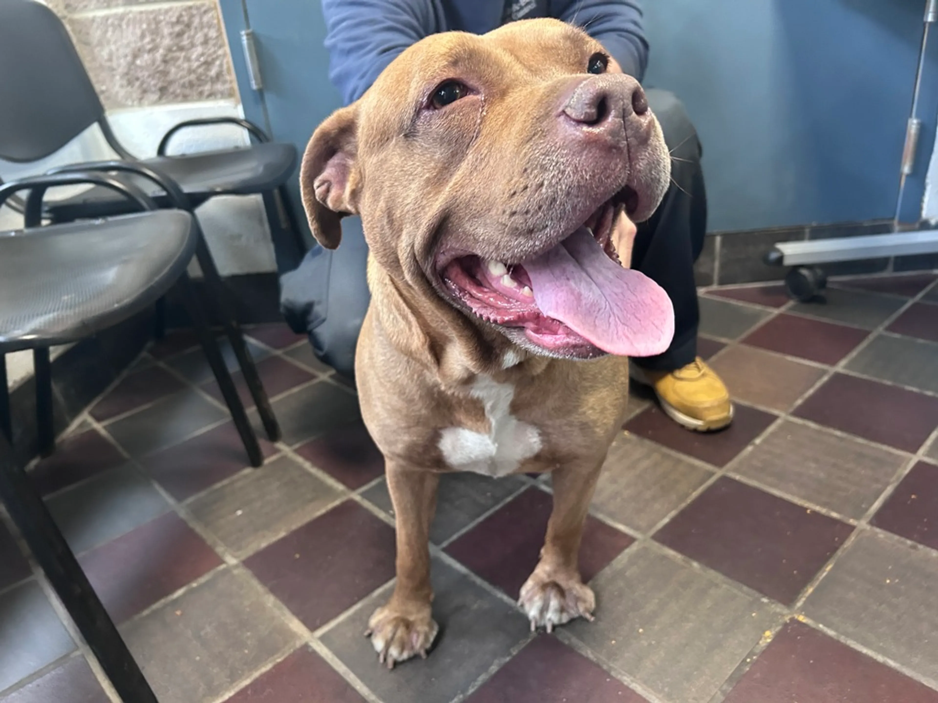 Found pet-4