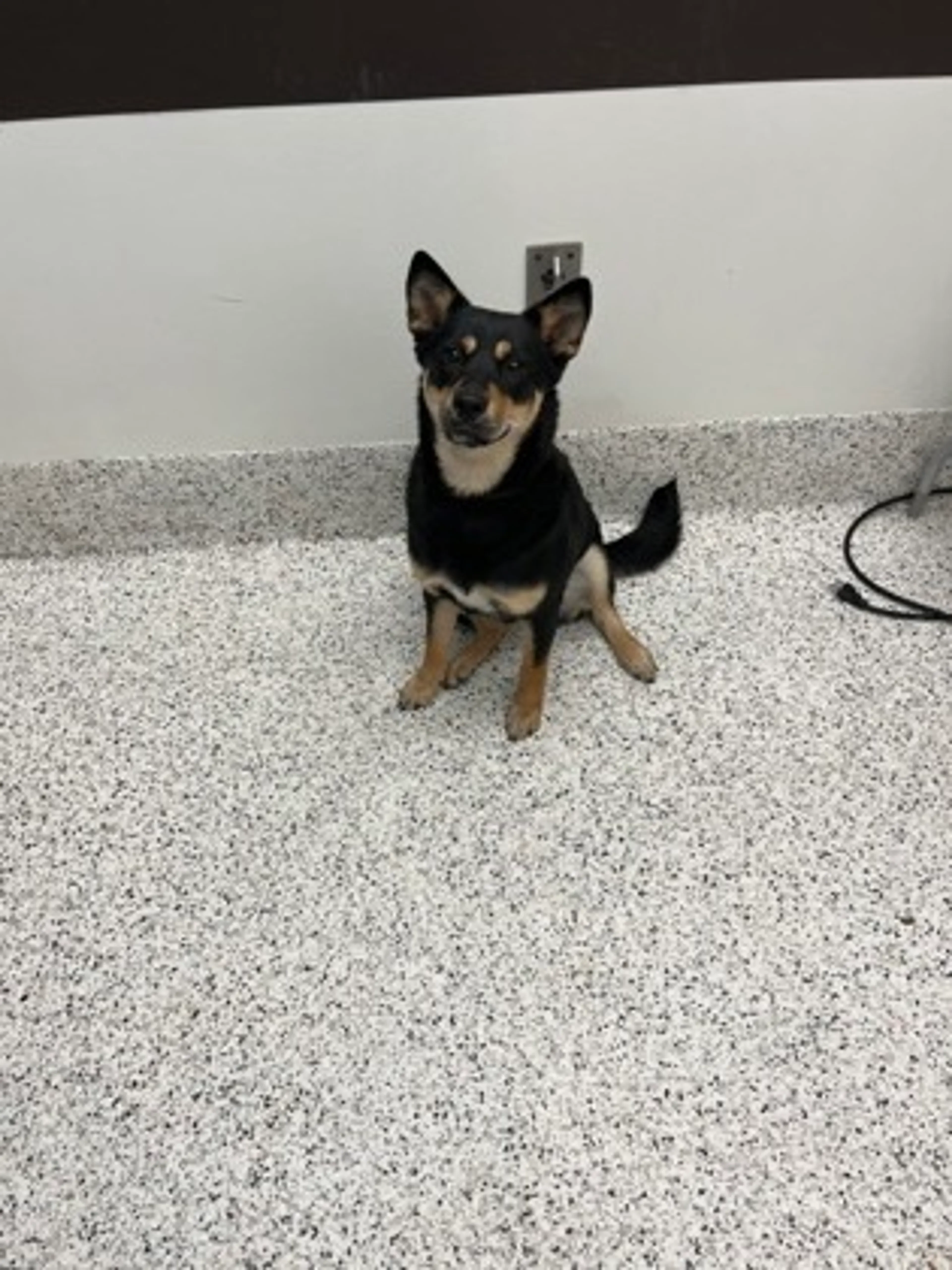 Found pet
