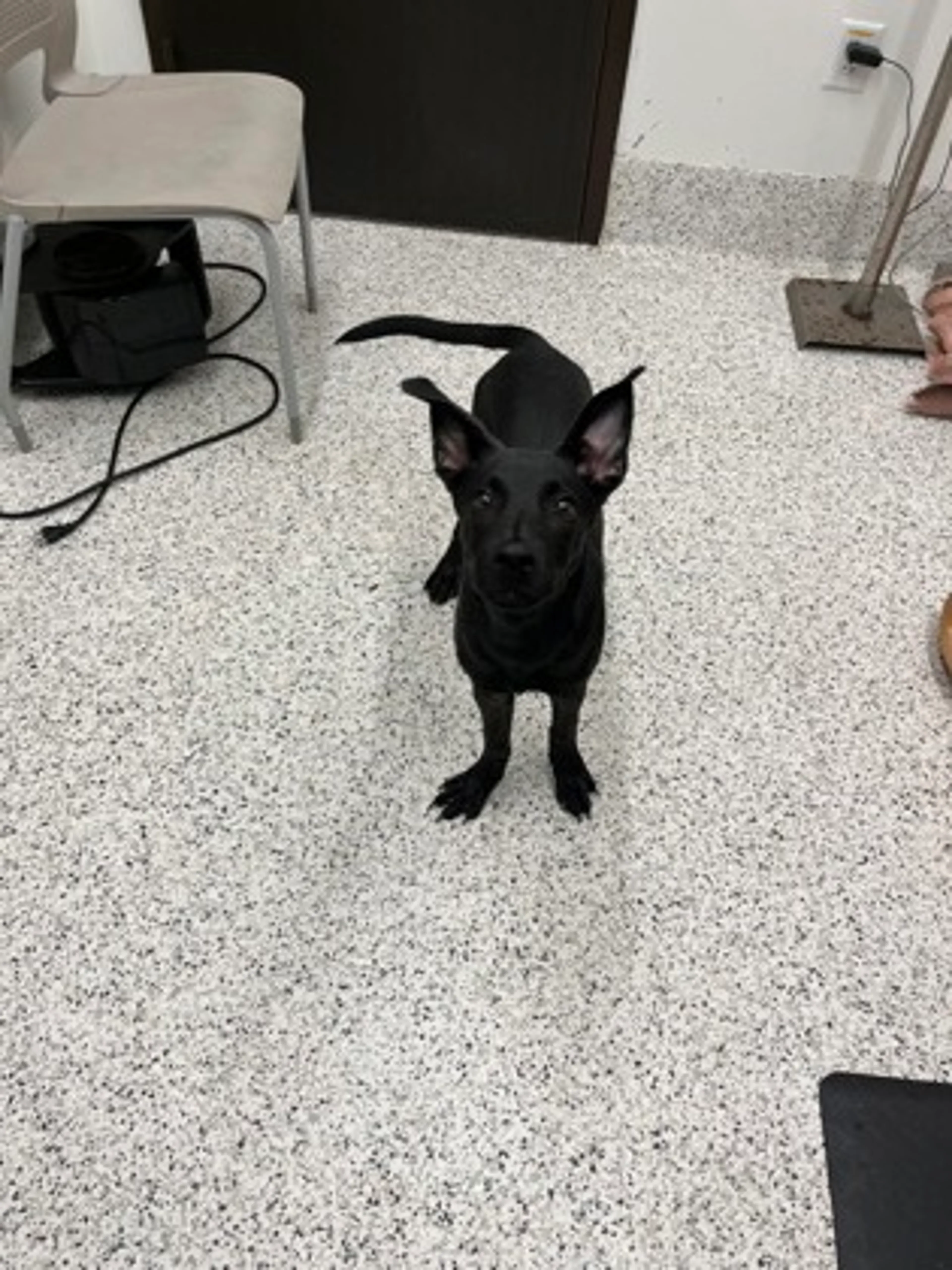 Found pet