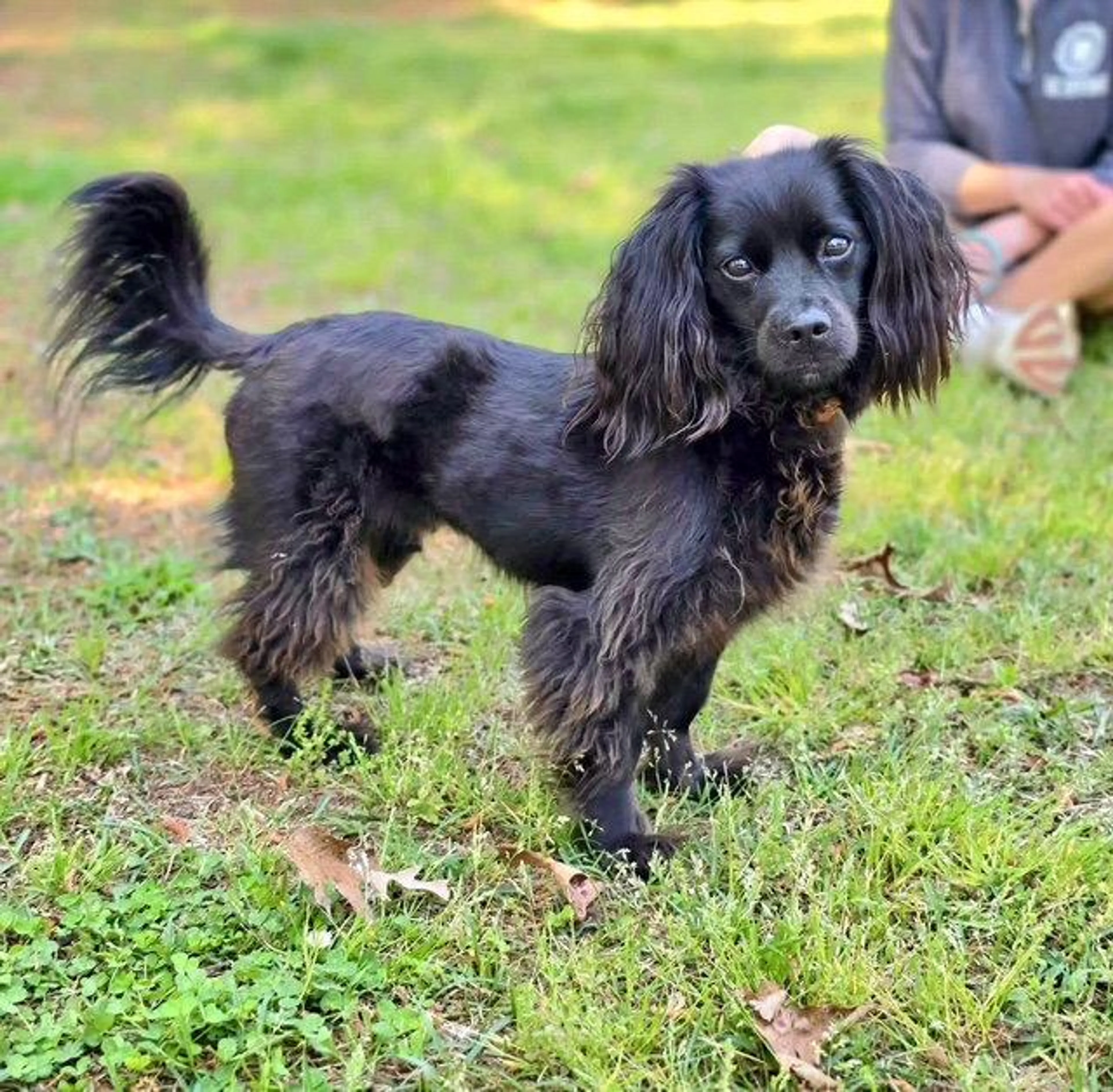 Found pet-1