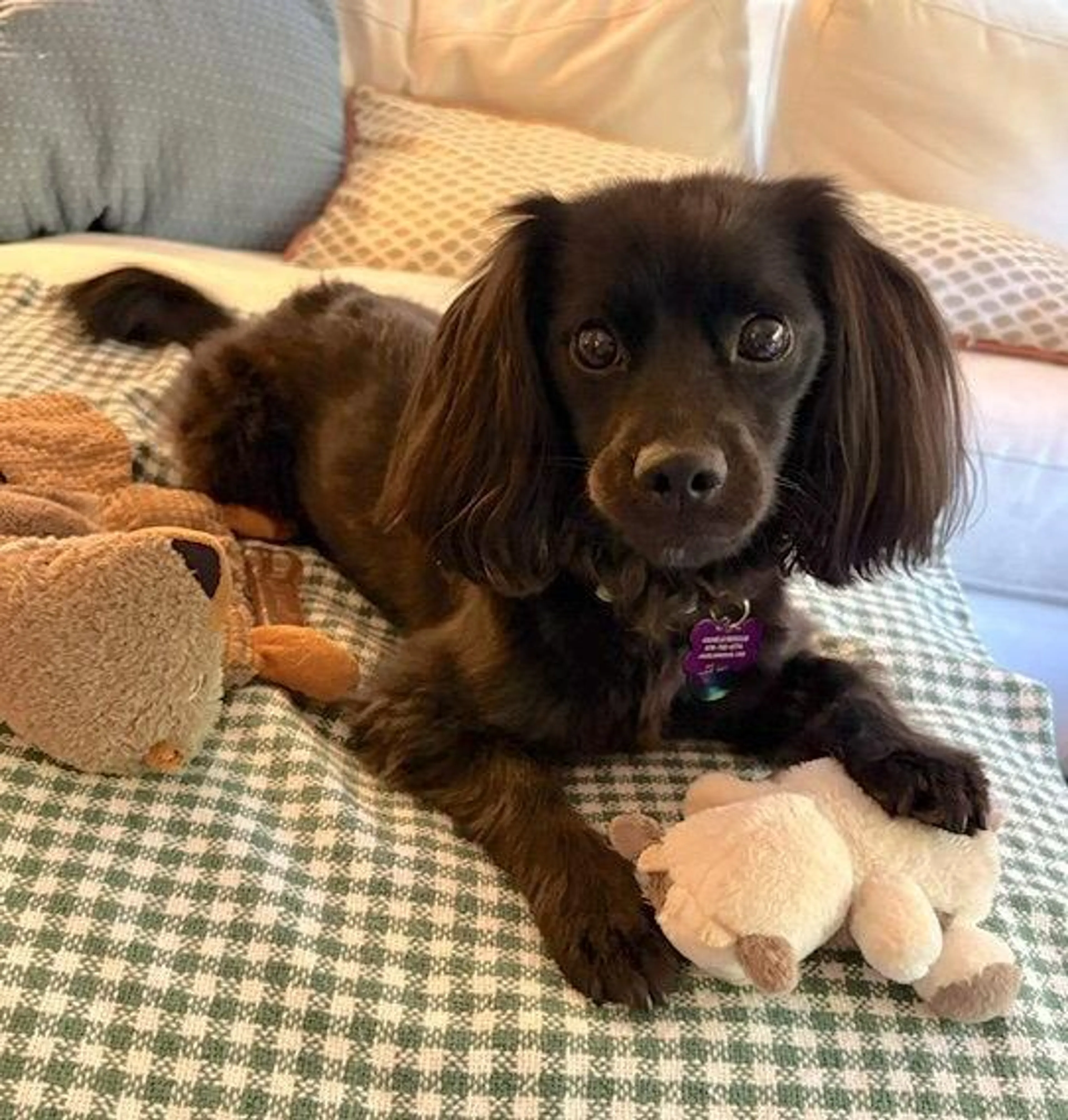 Found pet-2