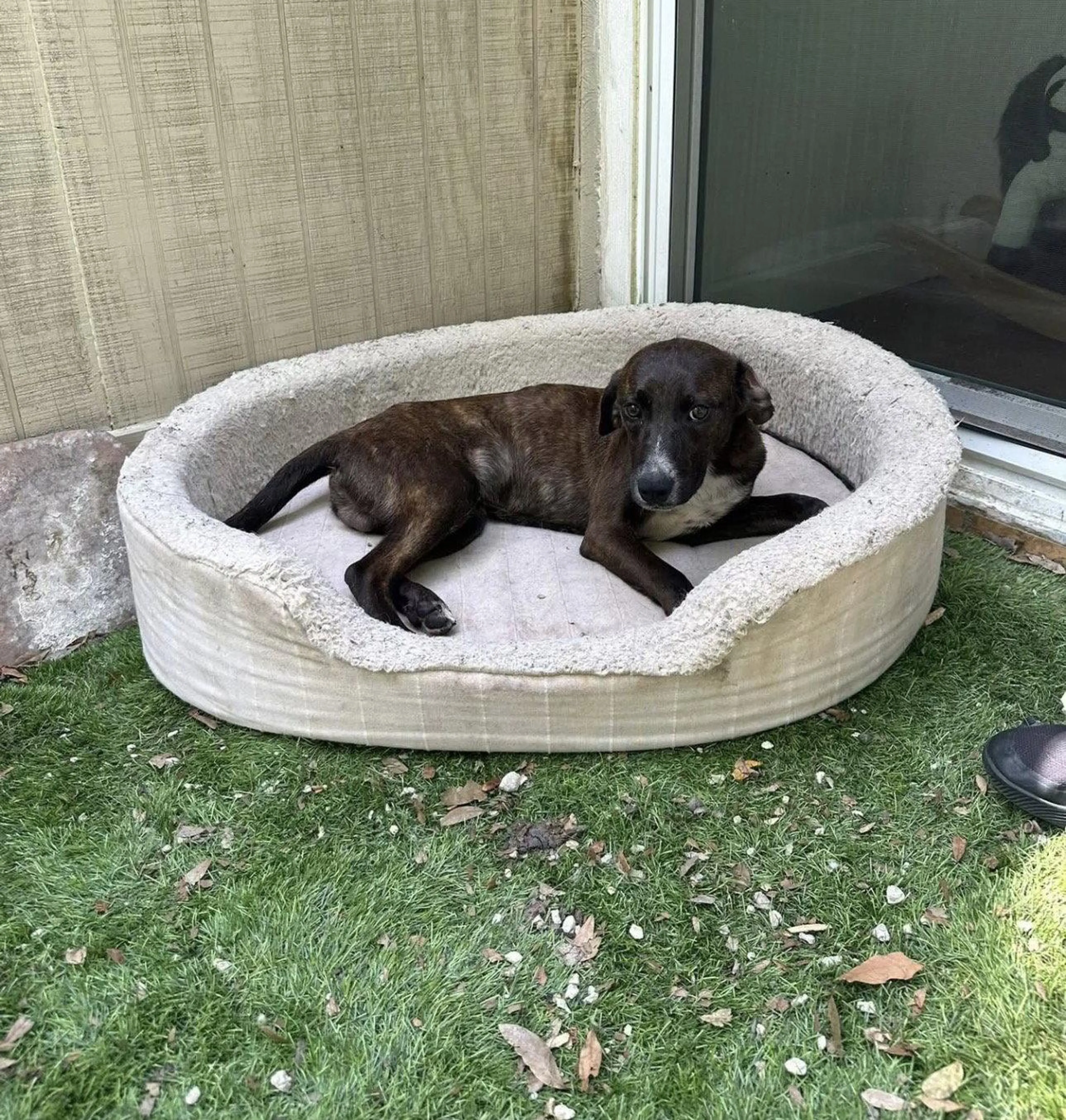 Found pet