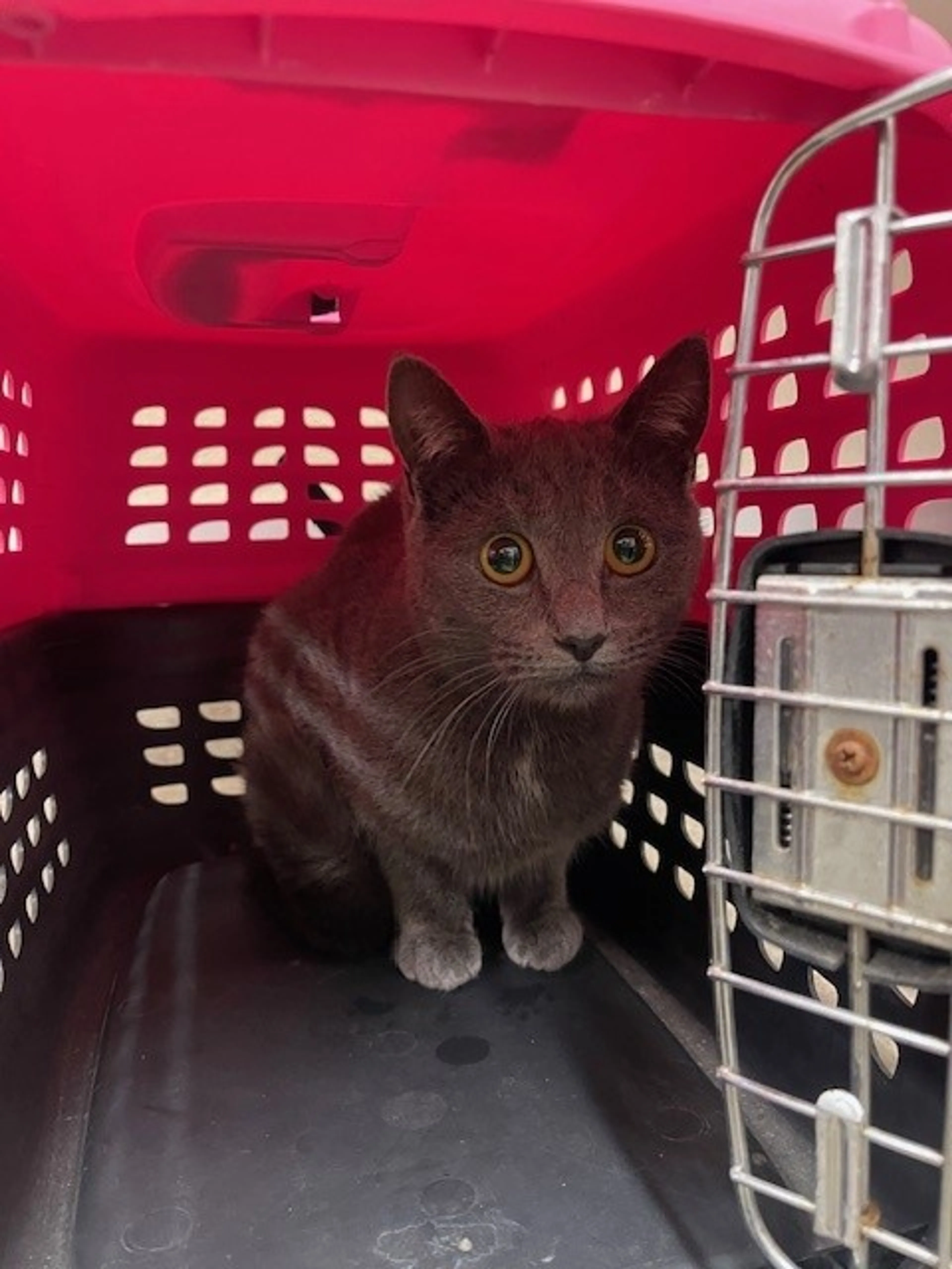 Found pet