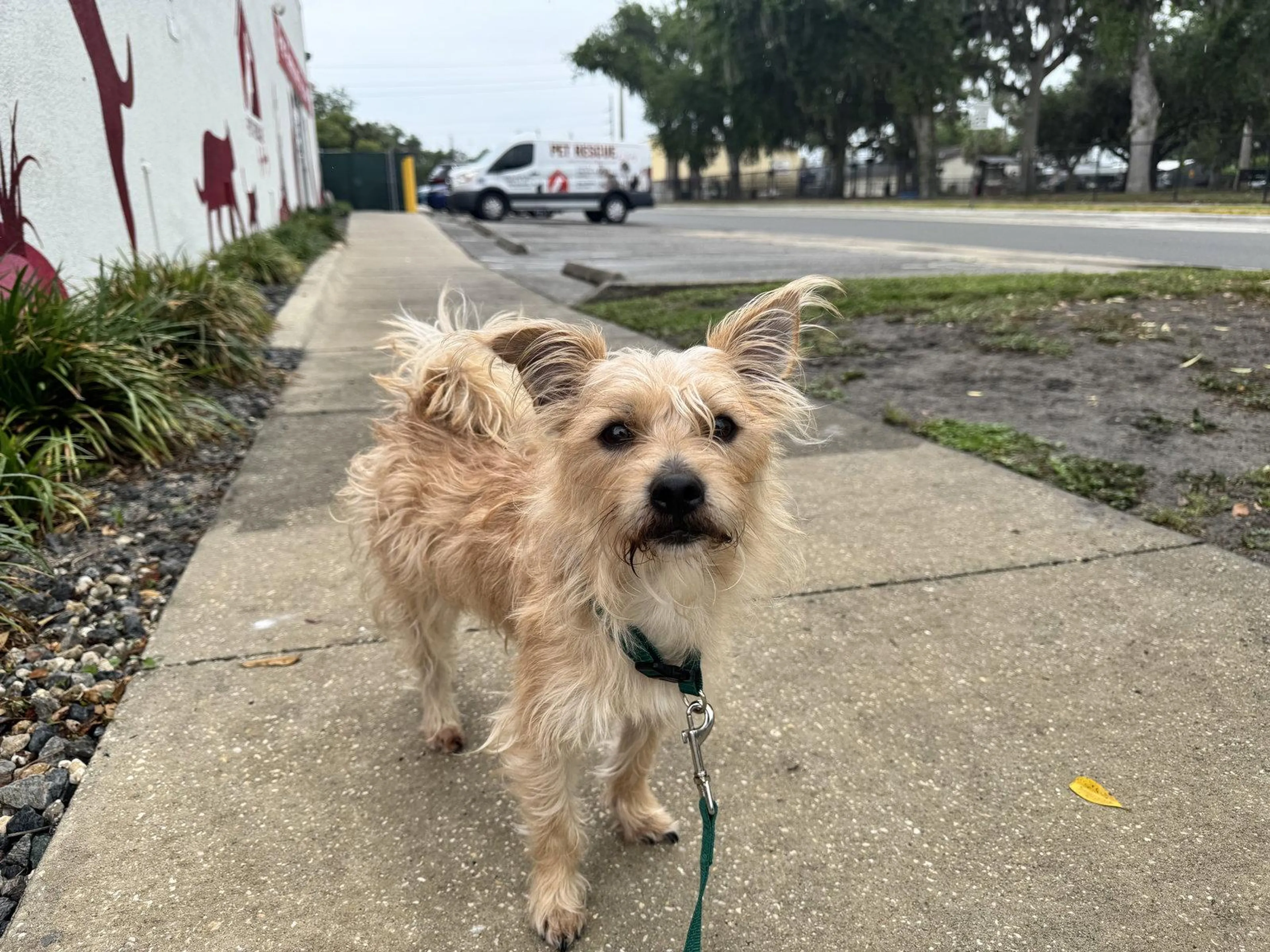 Found pet
