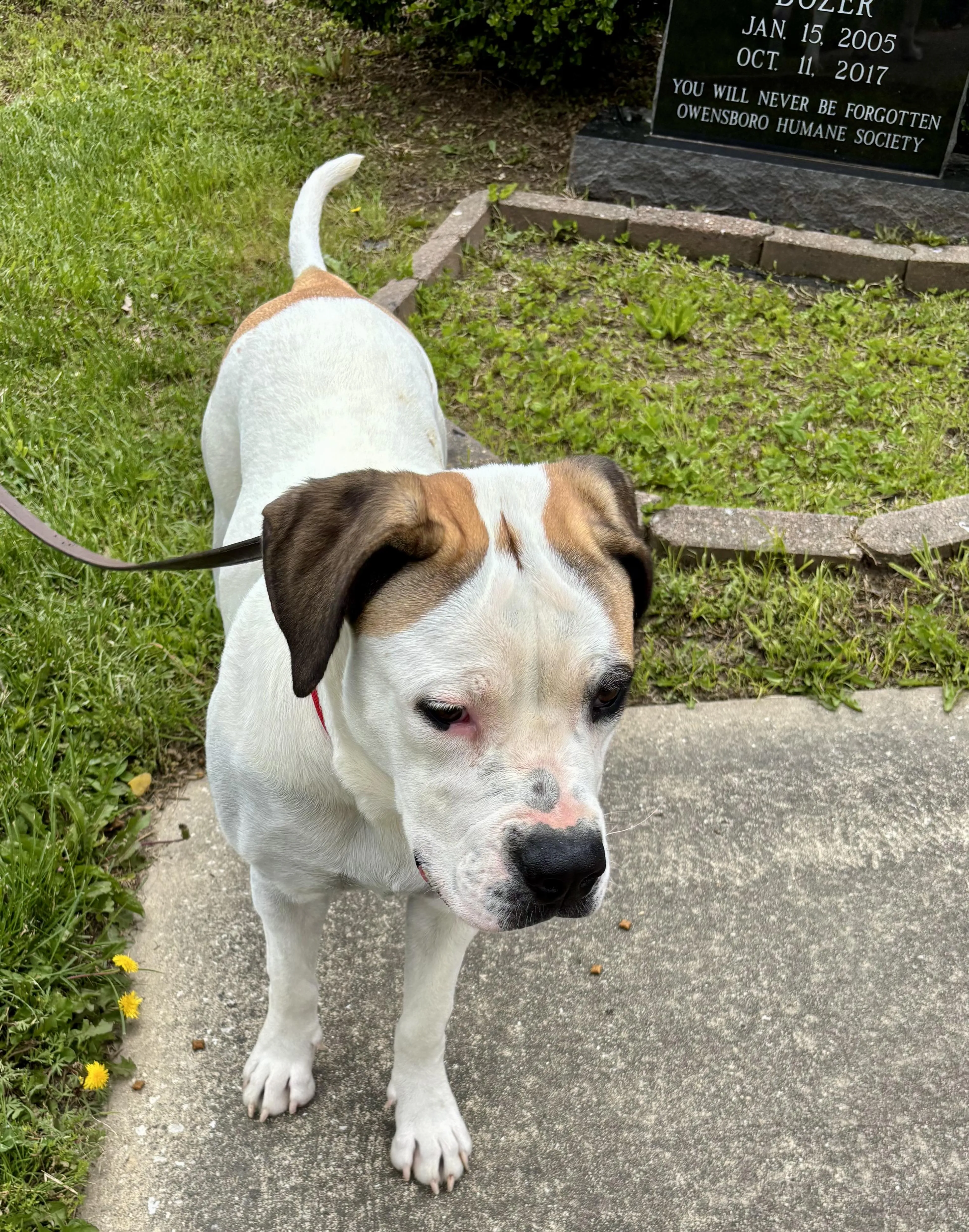 Found pet-2