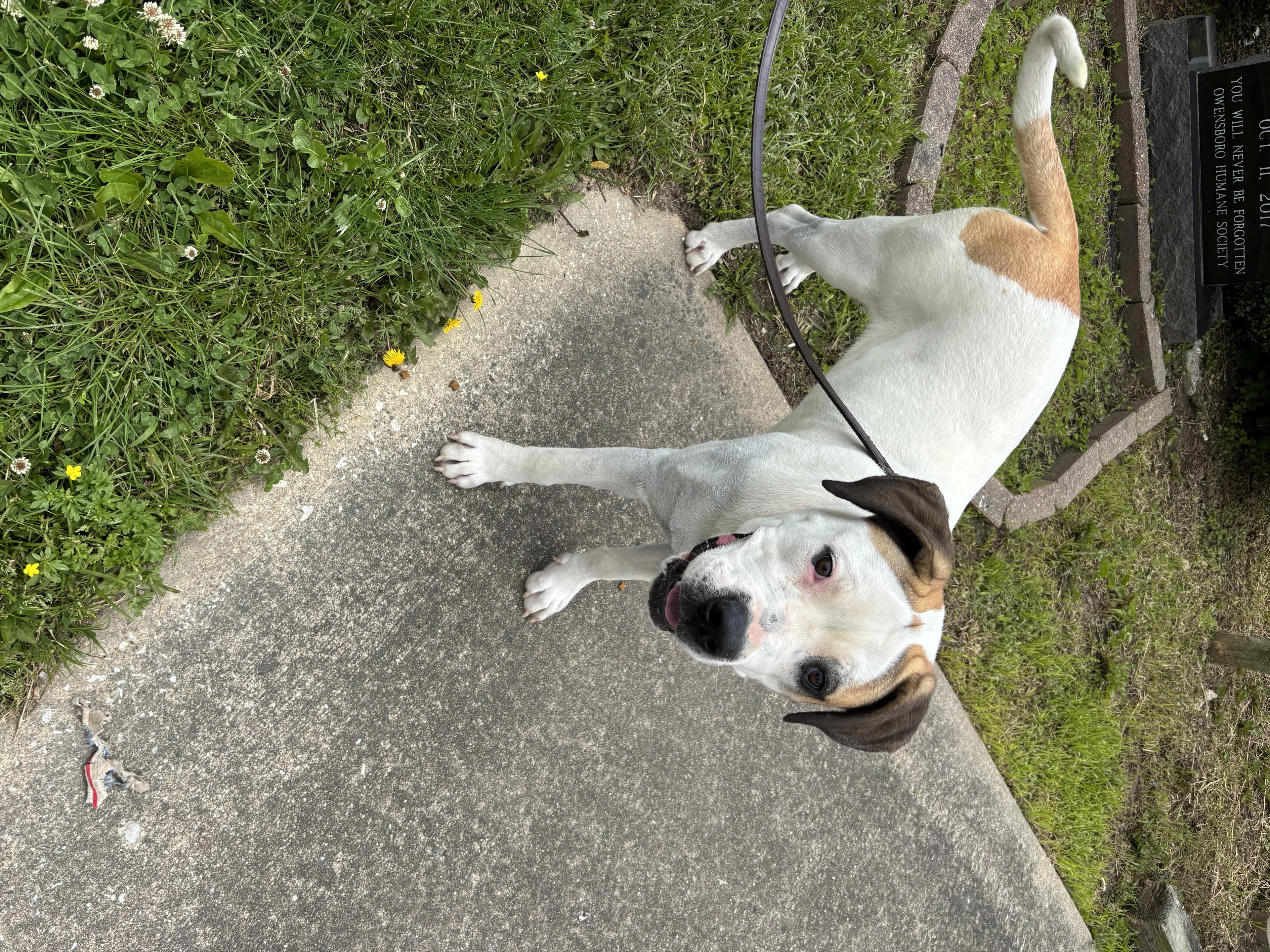 Found pet-4