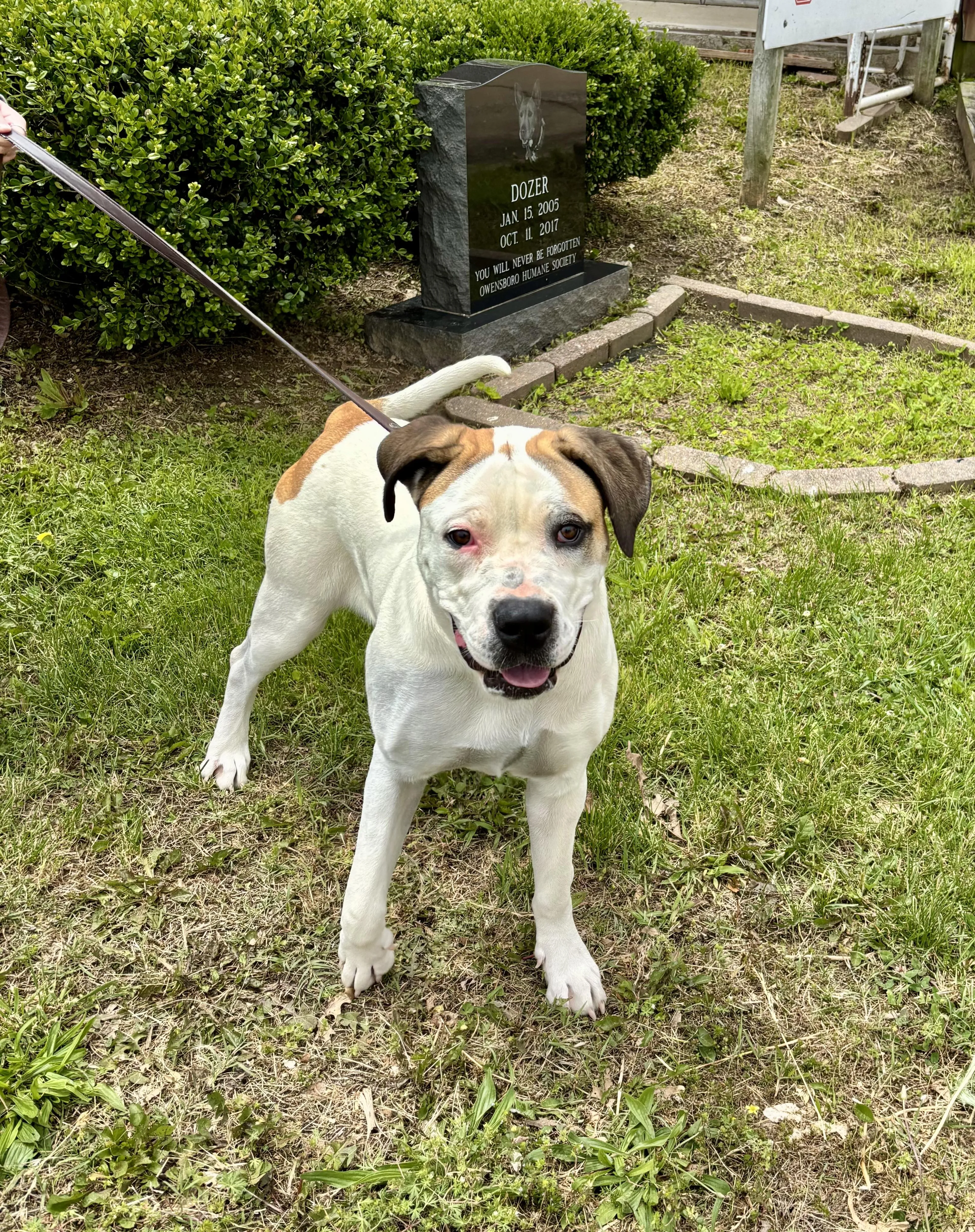 Found pet-3