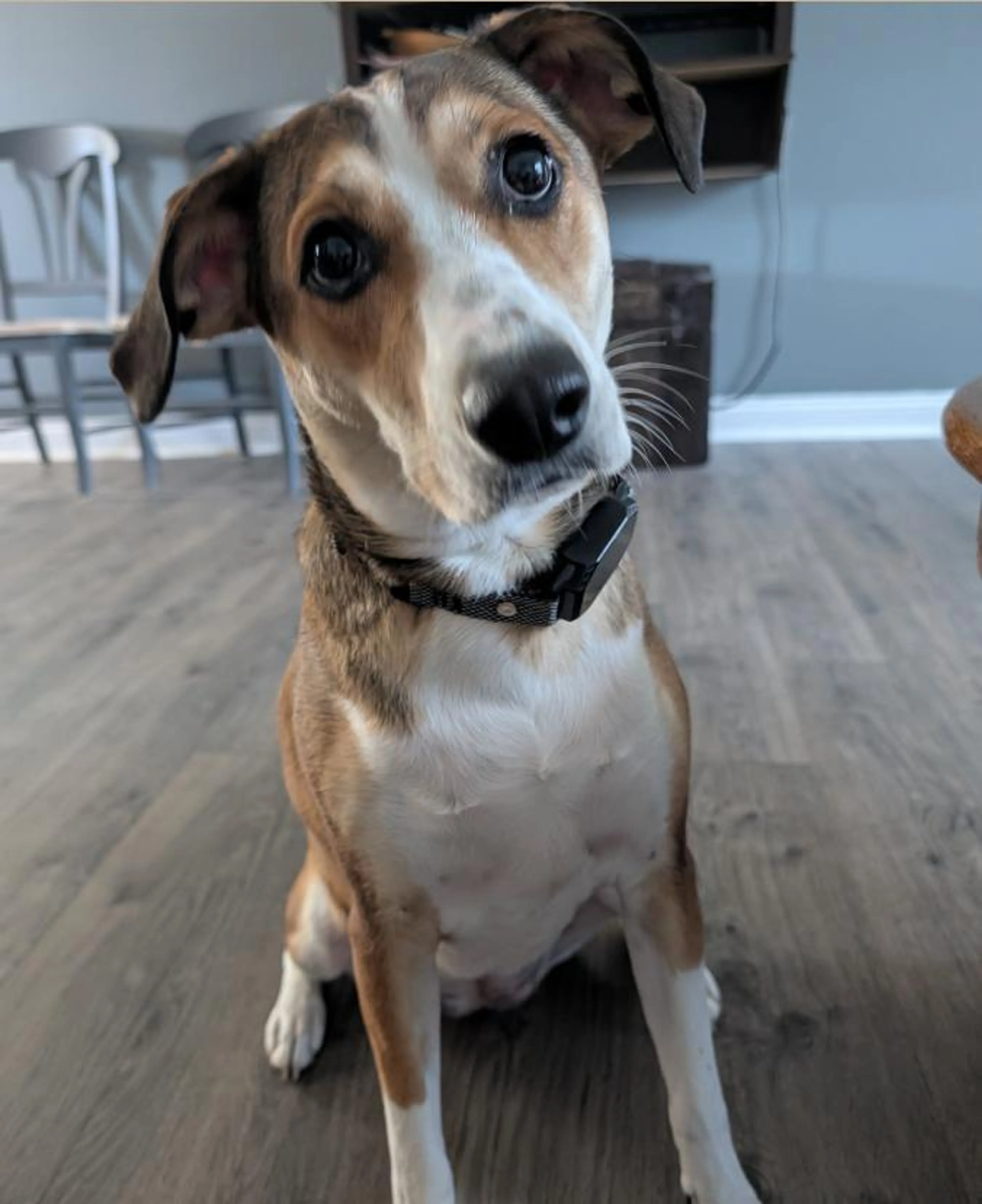 Found pet-0