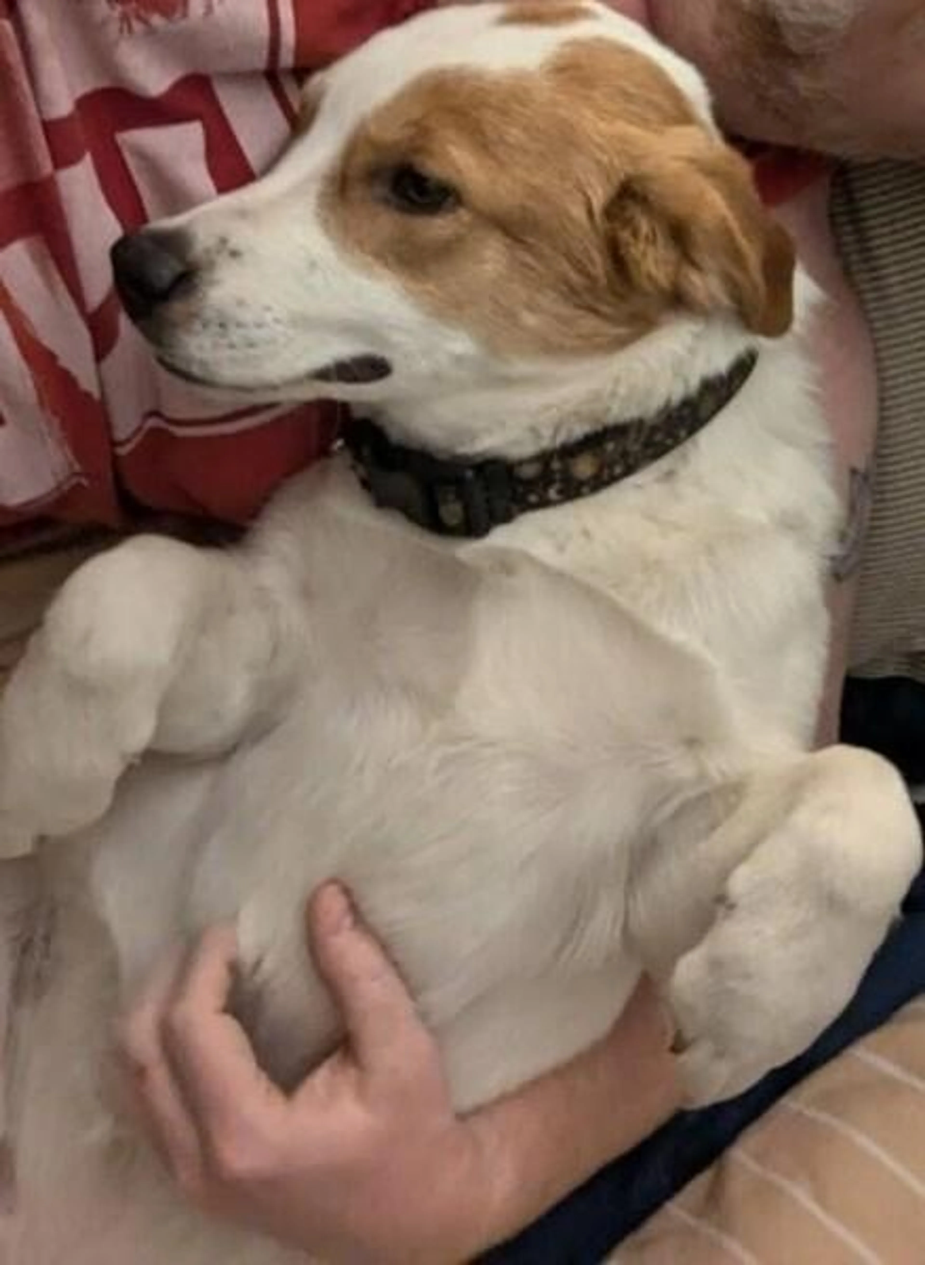 Found pet-1