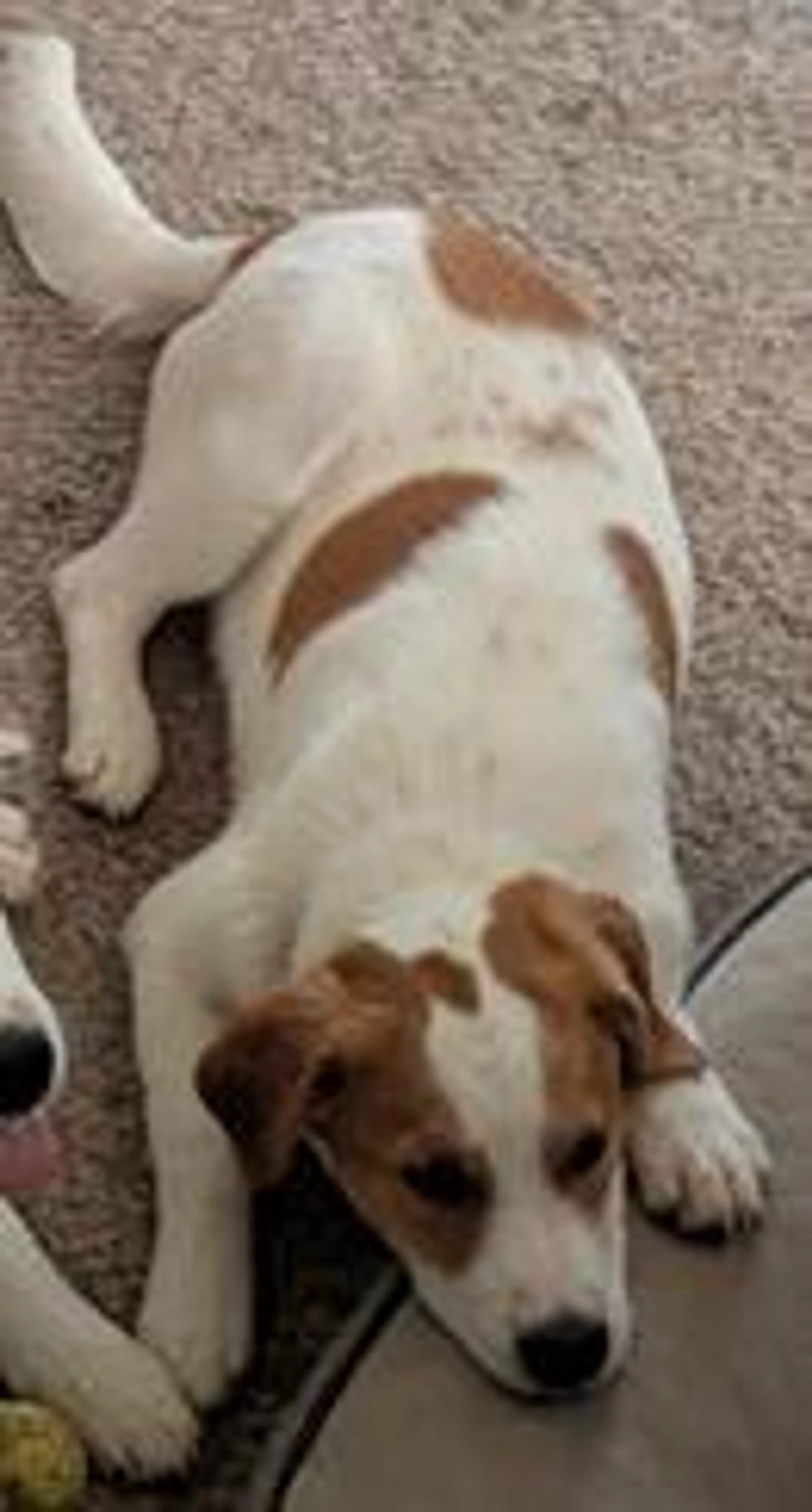 Found pet-3