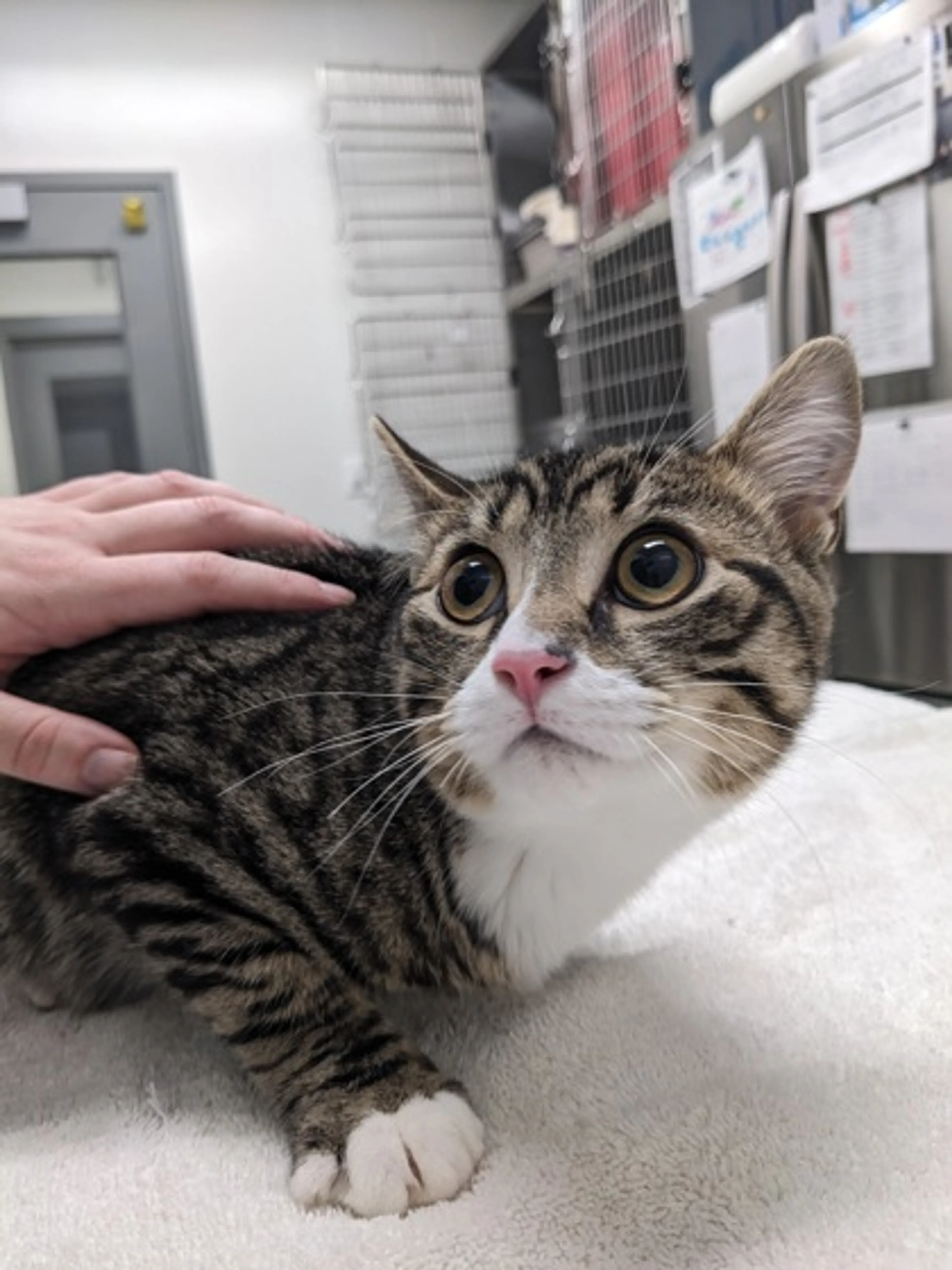 Found pet
