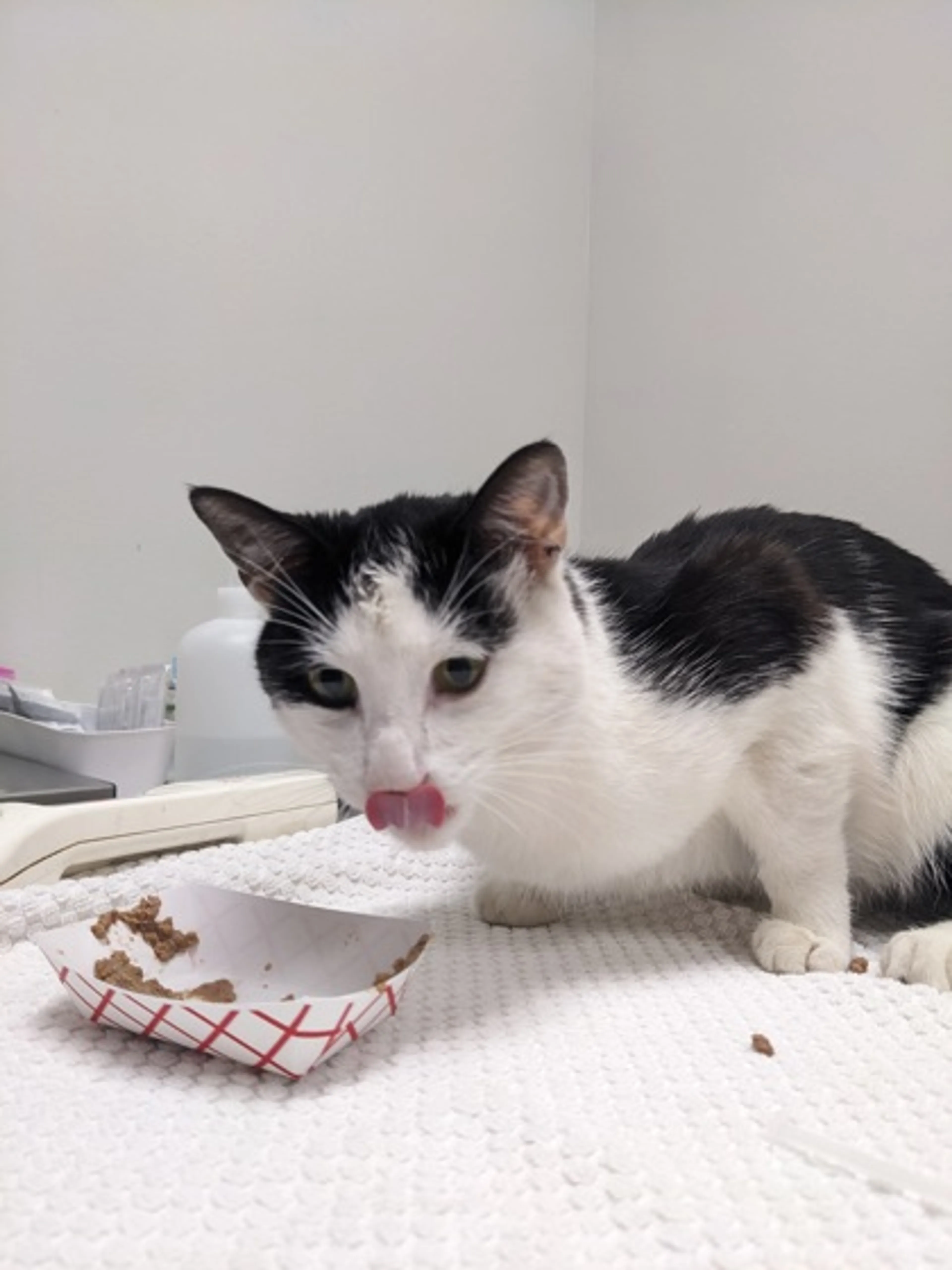 Found pet