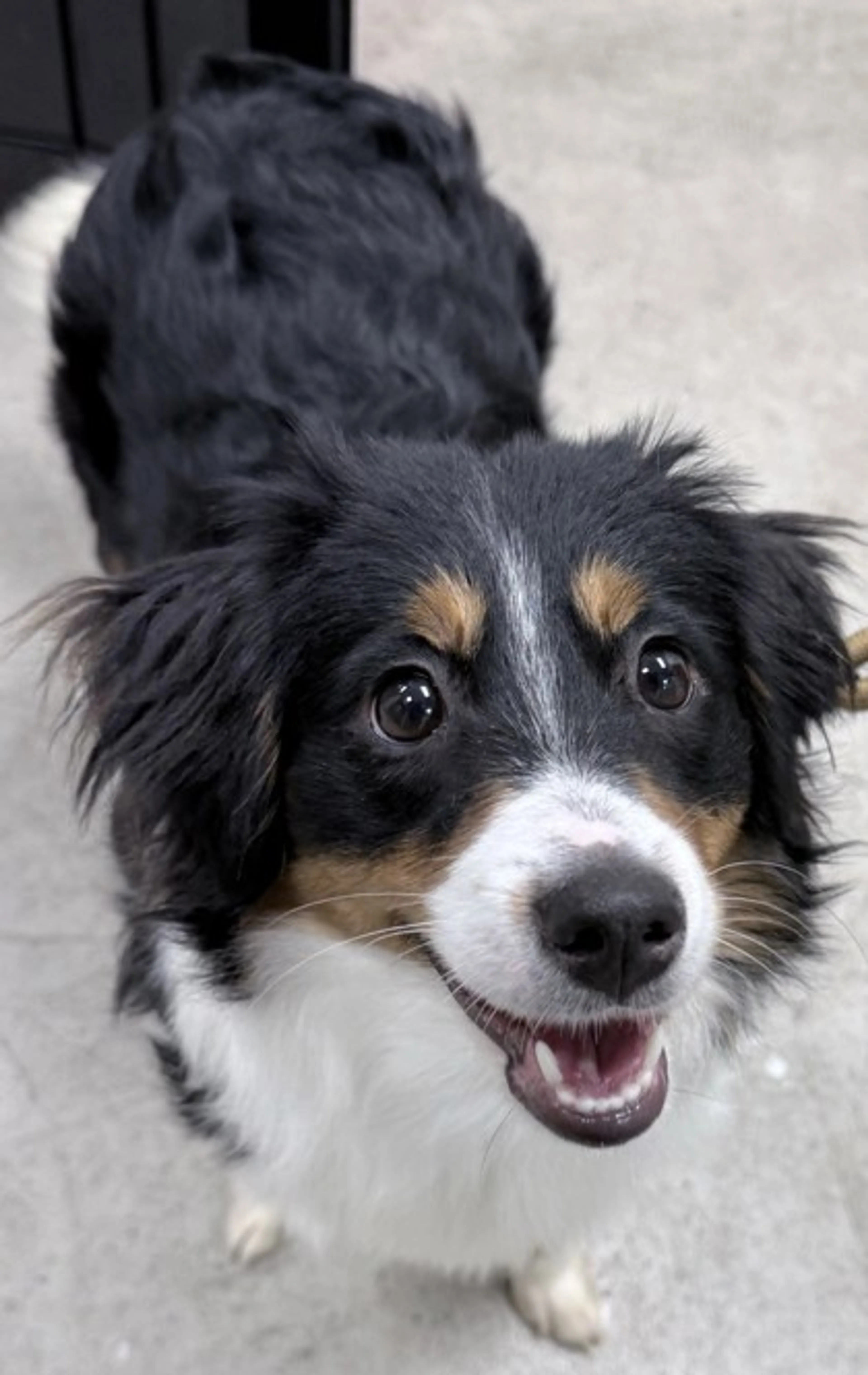 Found pet