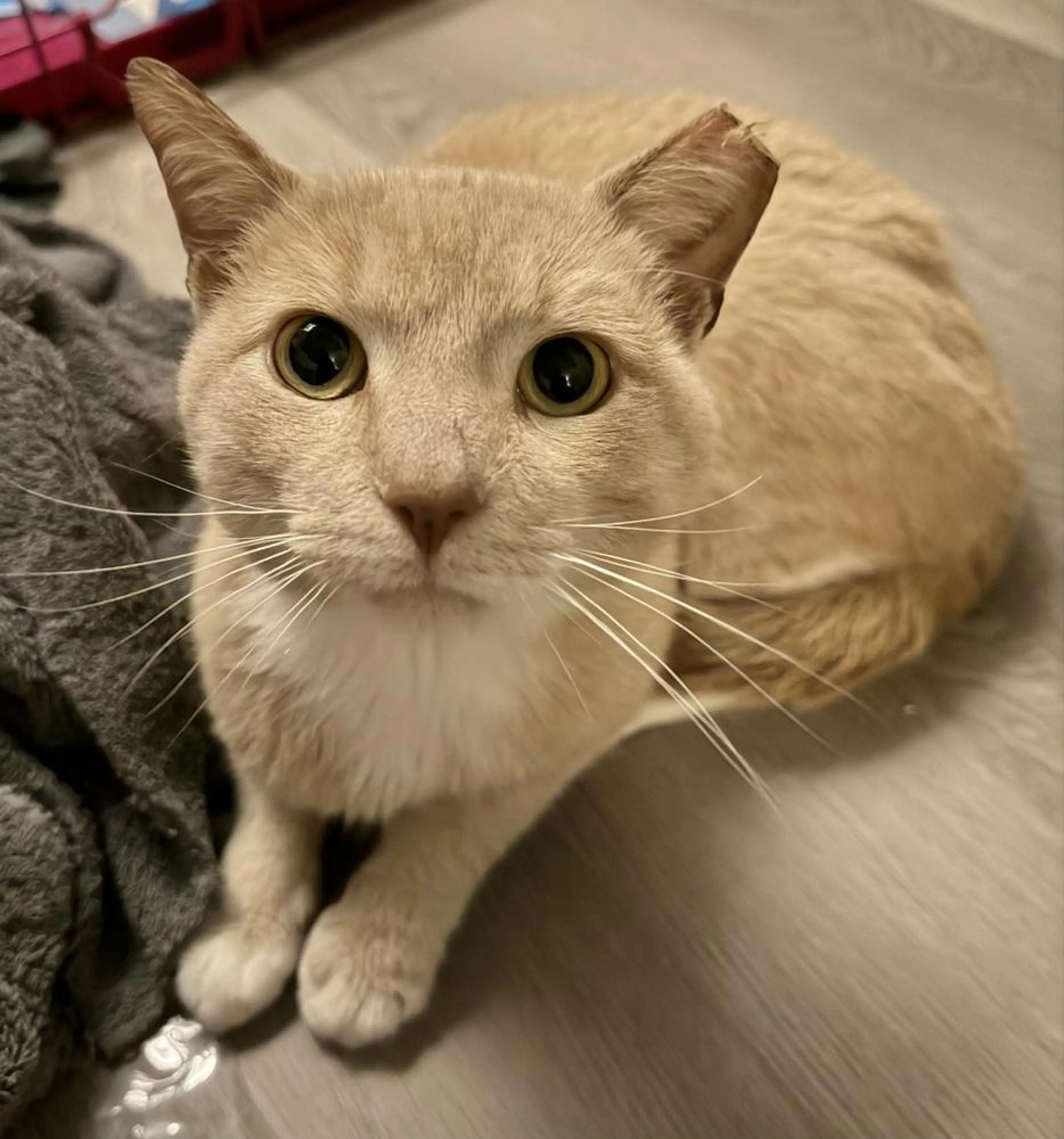 Found pet-1