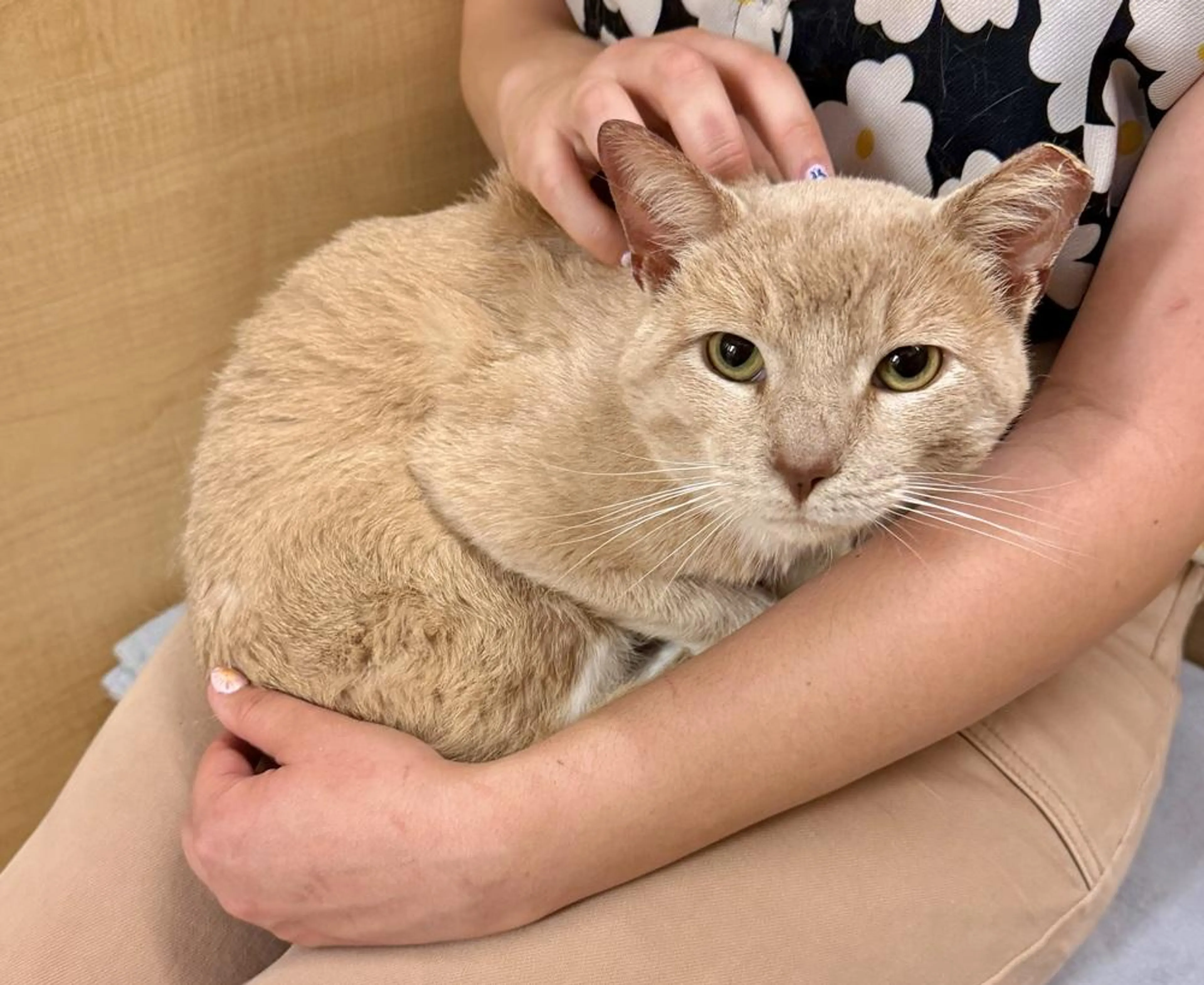 Found pet-1