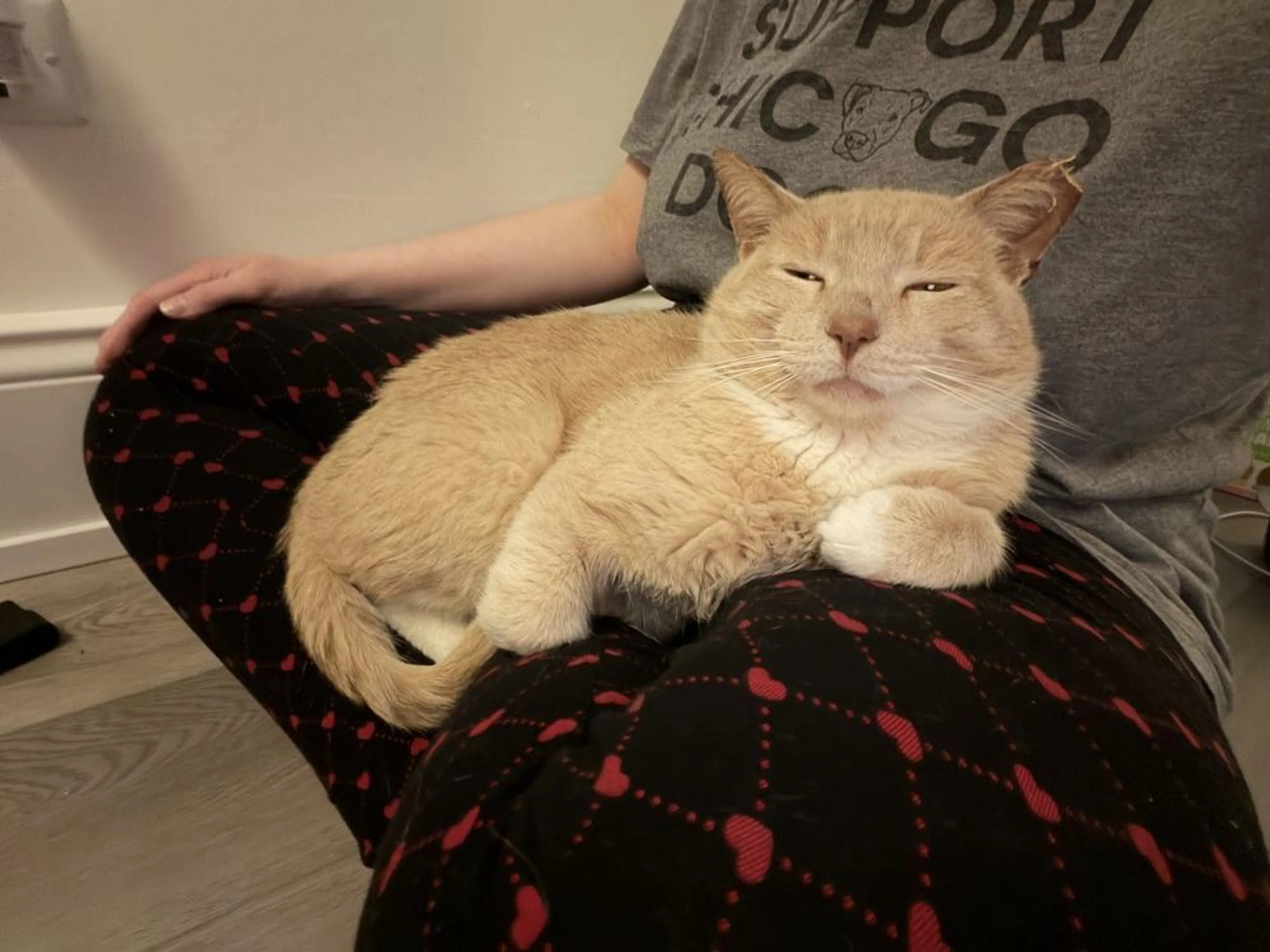 Found pet-3