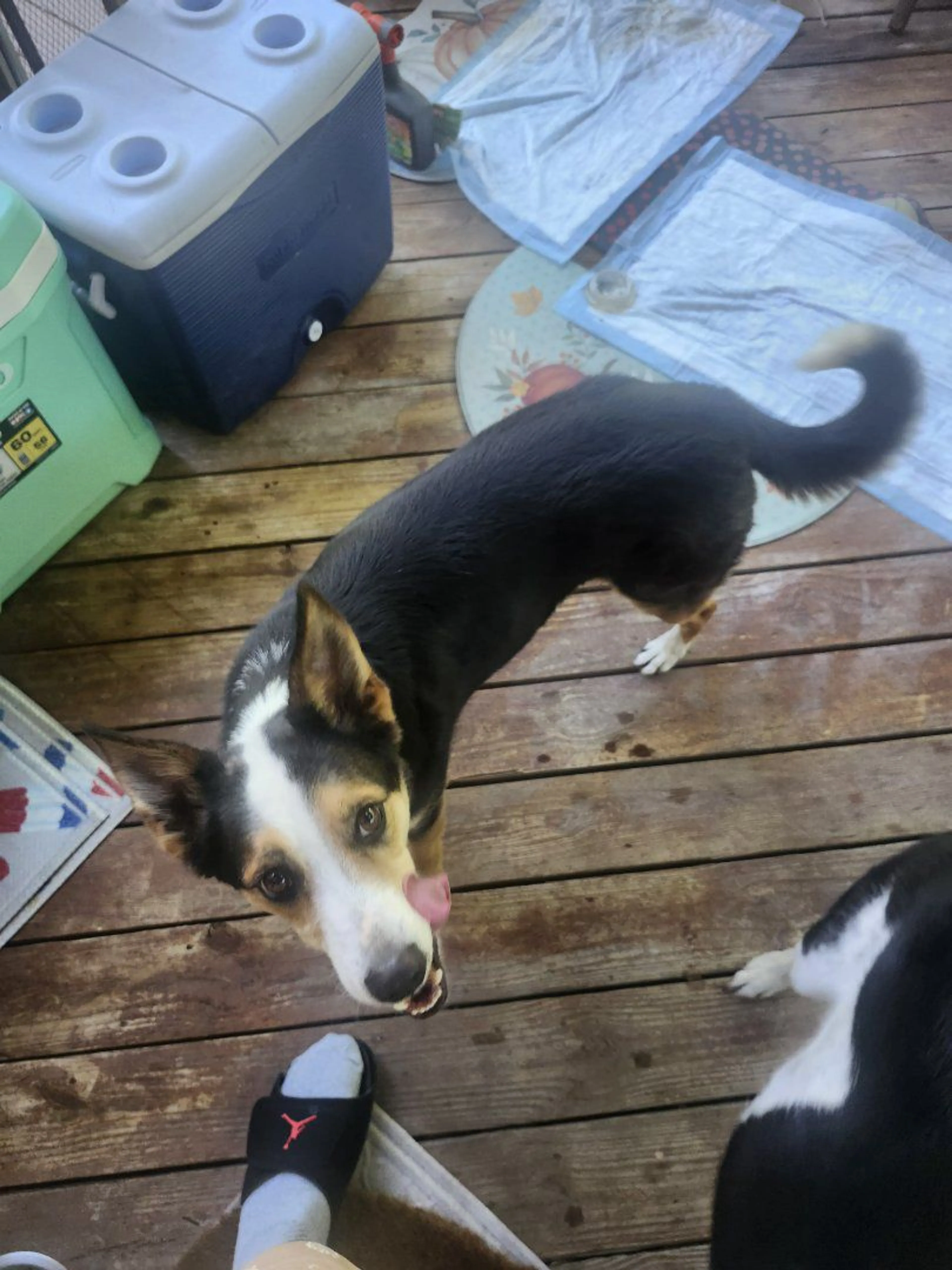Lost pet-1