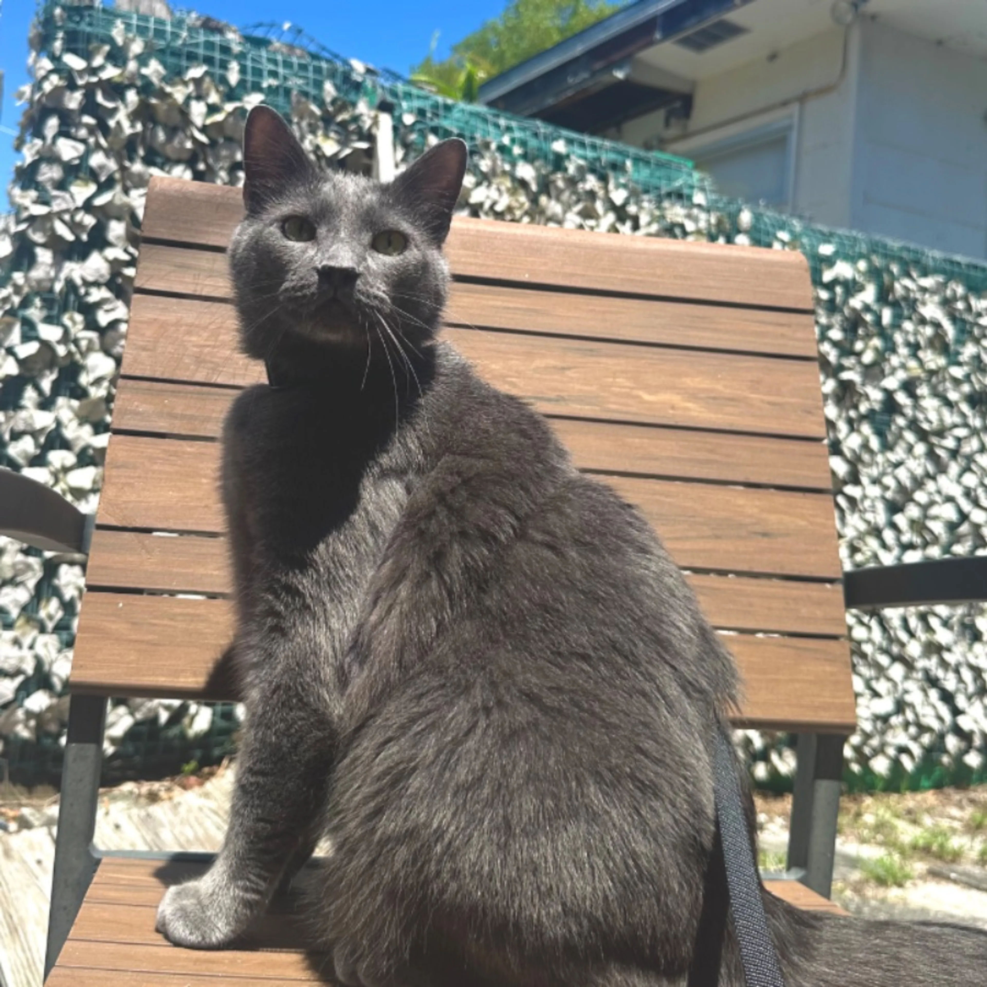 Lost pet